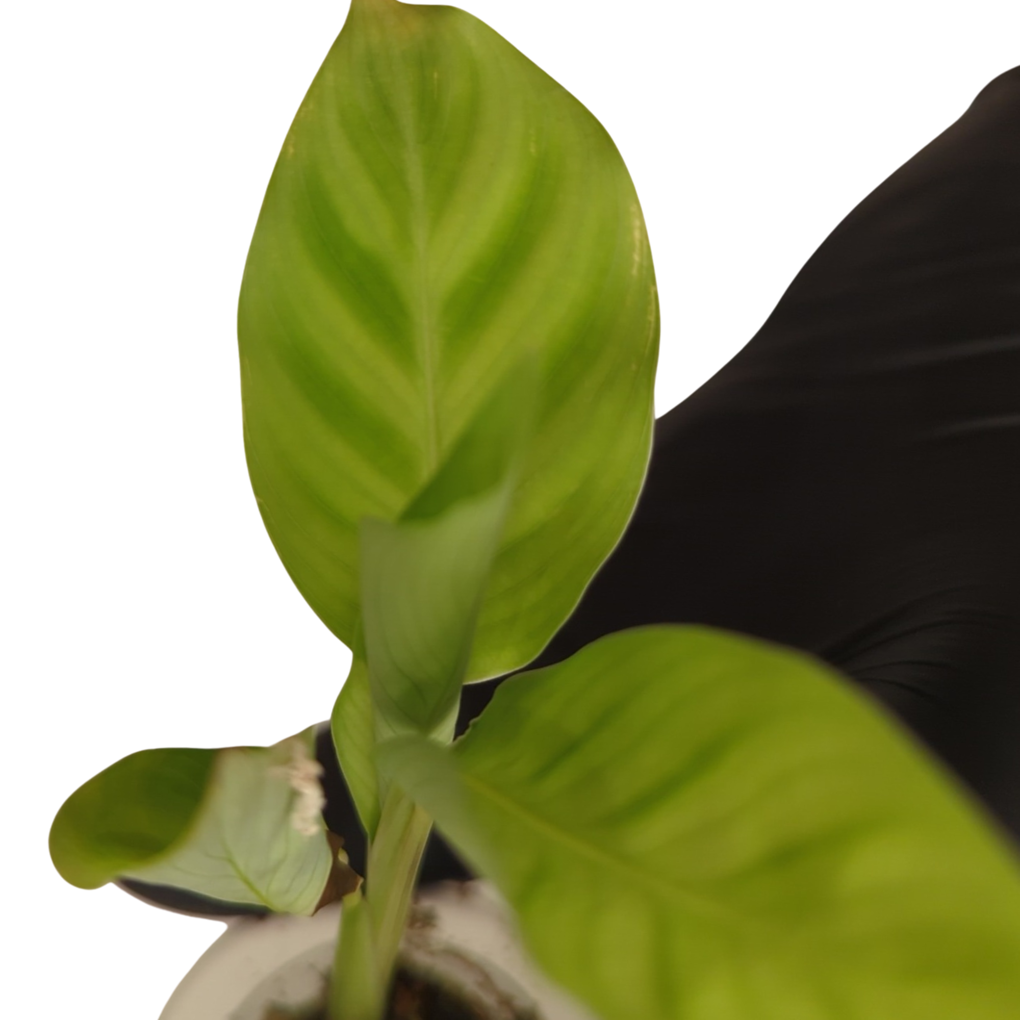 Baby Calathea zebrina + selbstbewässernder Übertopf