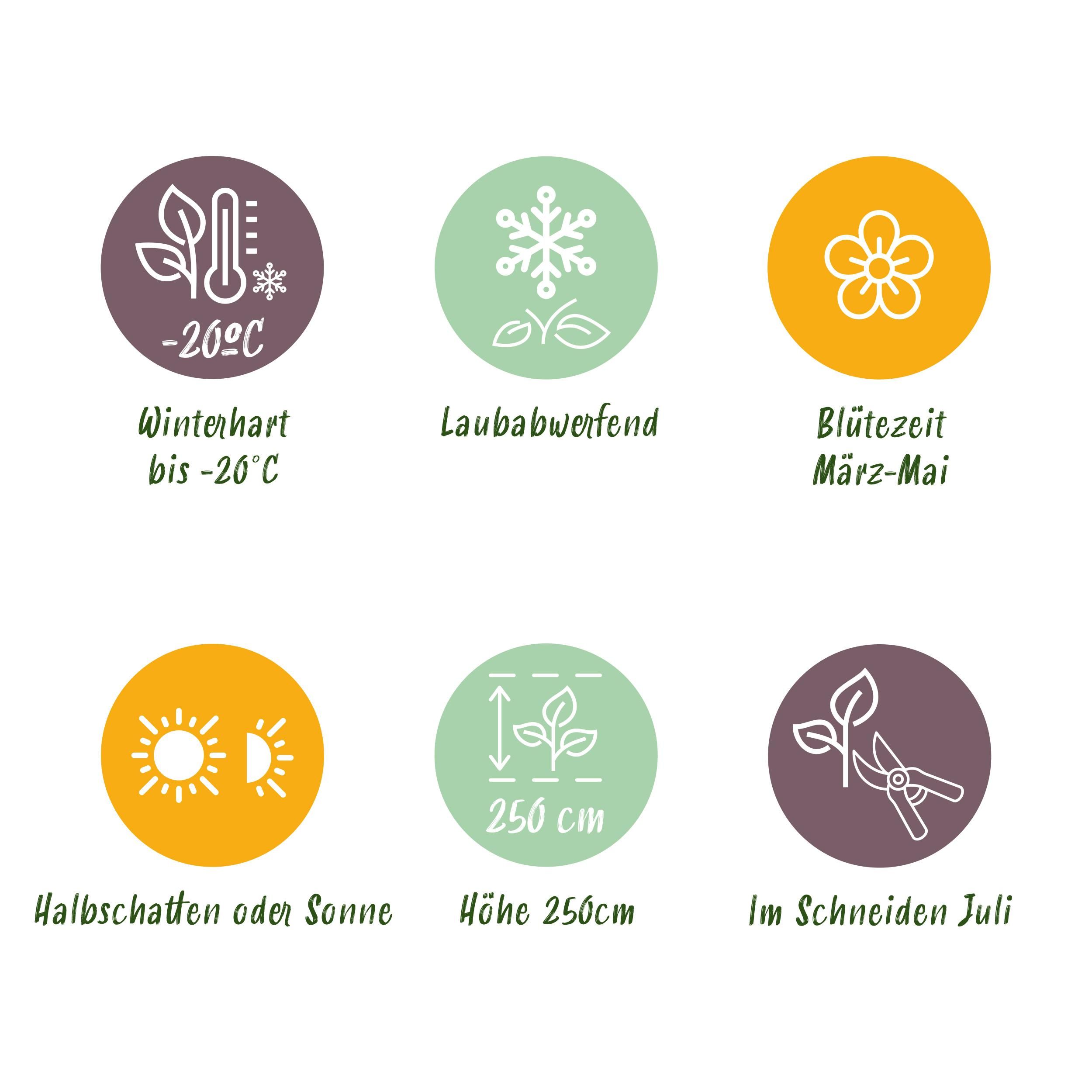 Magnolia Soulangiana Strauch – Blüten Hellrosa – Laubabwerfend – Wenig Pflege