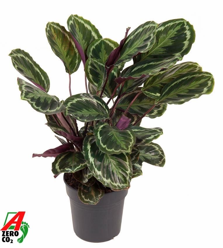 Calathea Medallion Zimmerpflanze