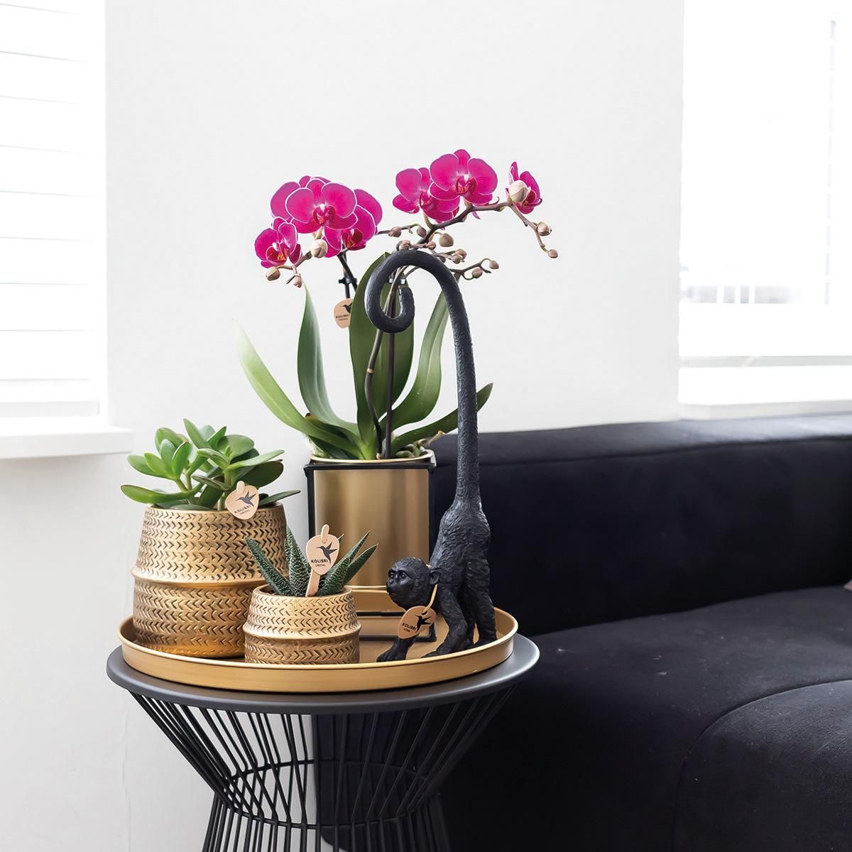 Morelia Orchidee Phalaenopsis in Goldener Groove-Sierpot