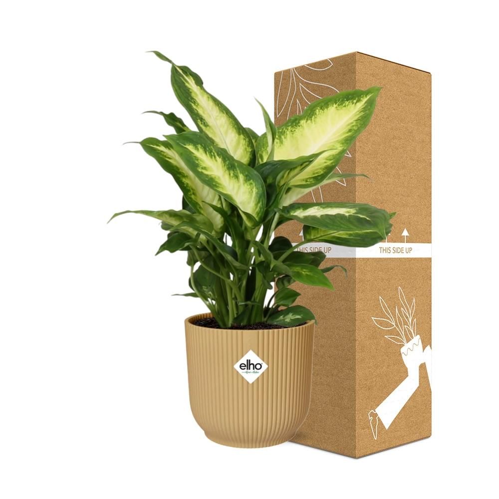 Dieffenbachia Zimmerpflanze im gelben ELHO Übertopf