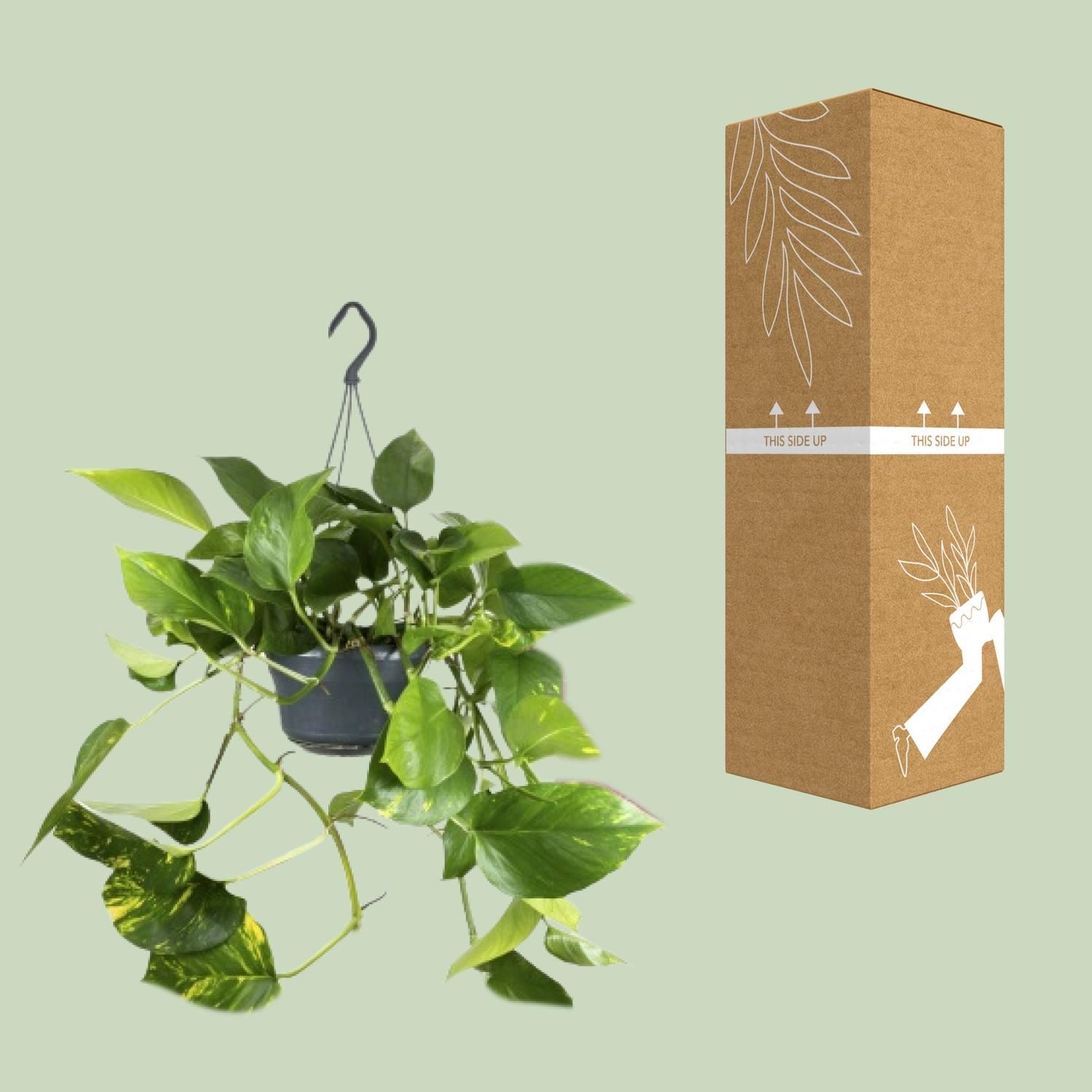 Epipremnum Aureum Zimmerpflanze