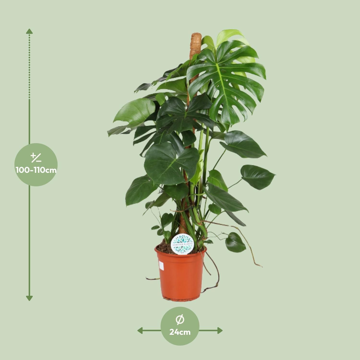 Monstera Deliciosa Zimmerpflanze