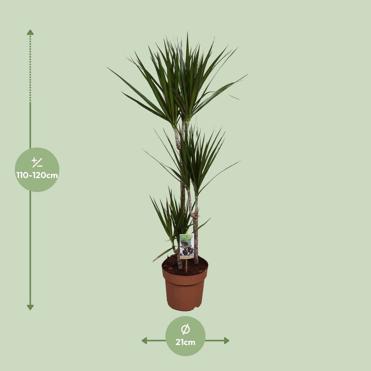 Dracaena Marginata Zimmerpflanze