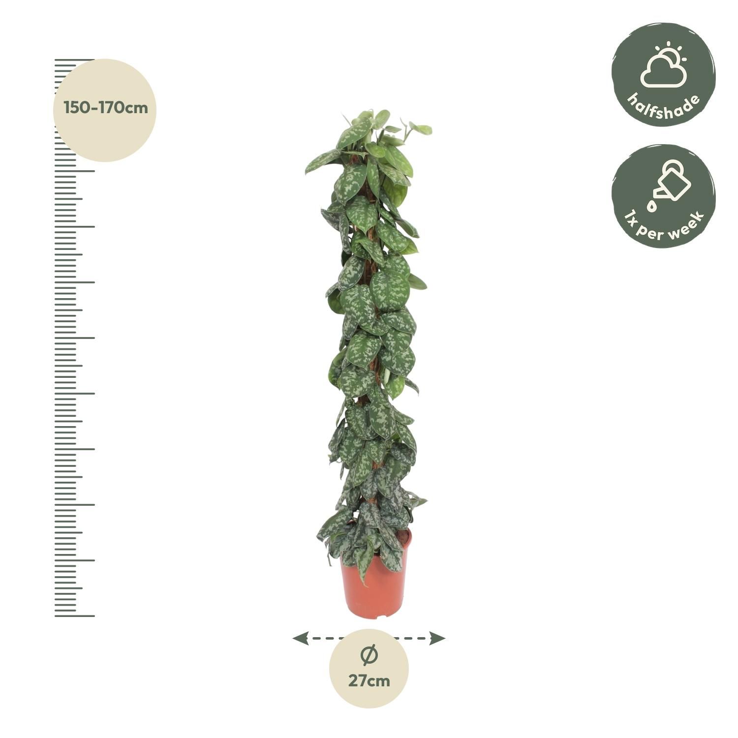 Scindapsus Pictus Trebie - Kletterpflanze mit Silbermarmorierung