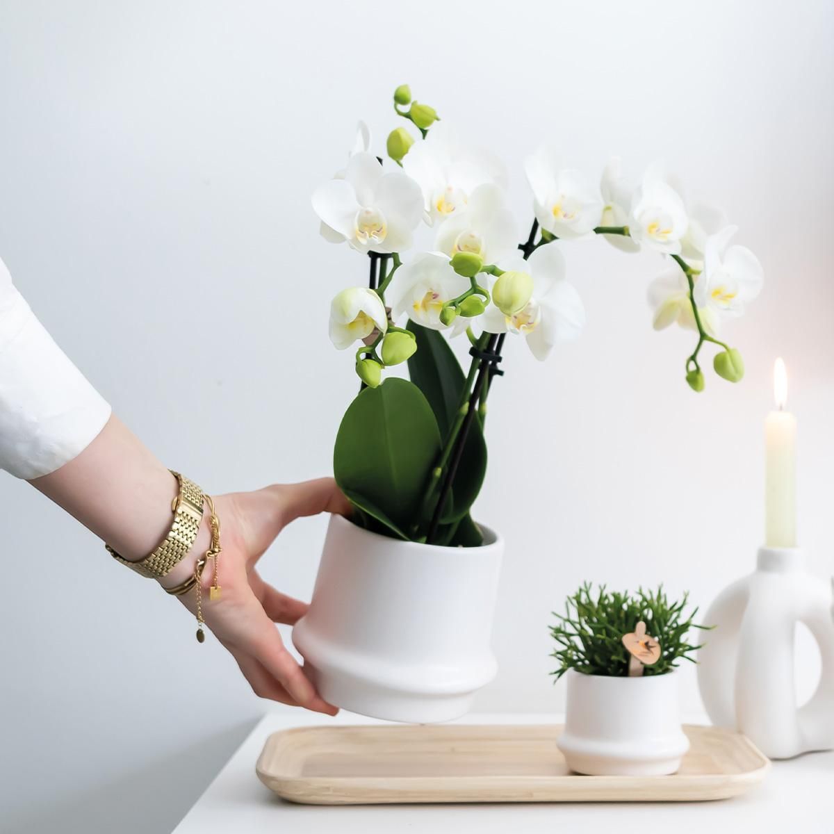 Phalaenopsis Orchidee weiß elegant