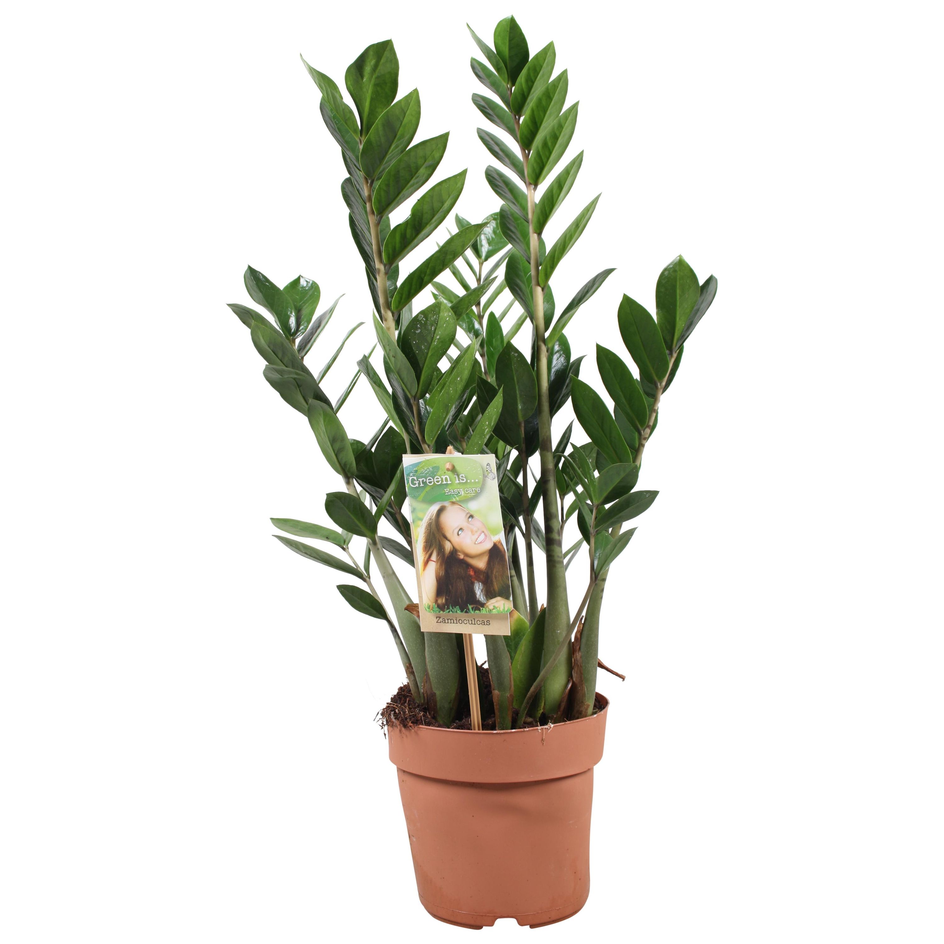 Zamioculcas Zamiifolia Zimmerpflanze mit glänzenden Blättern