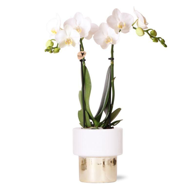 Phalaenopsis Amabilis Orchidee in Gold-Weißem Keramiktopf