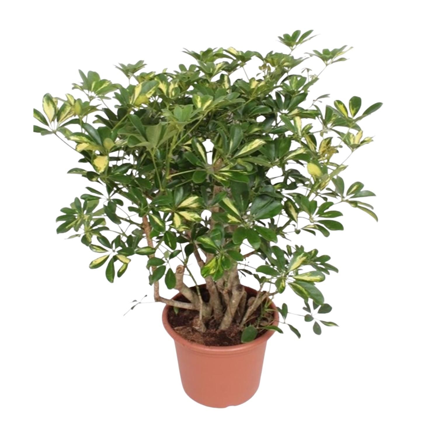 Schefflera Gold Capella Zimmerpflanze