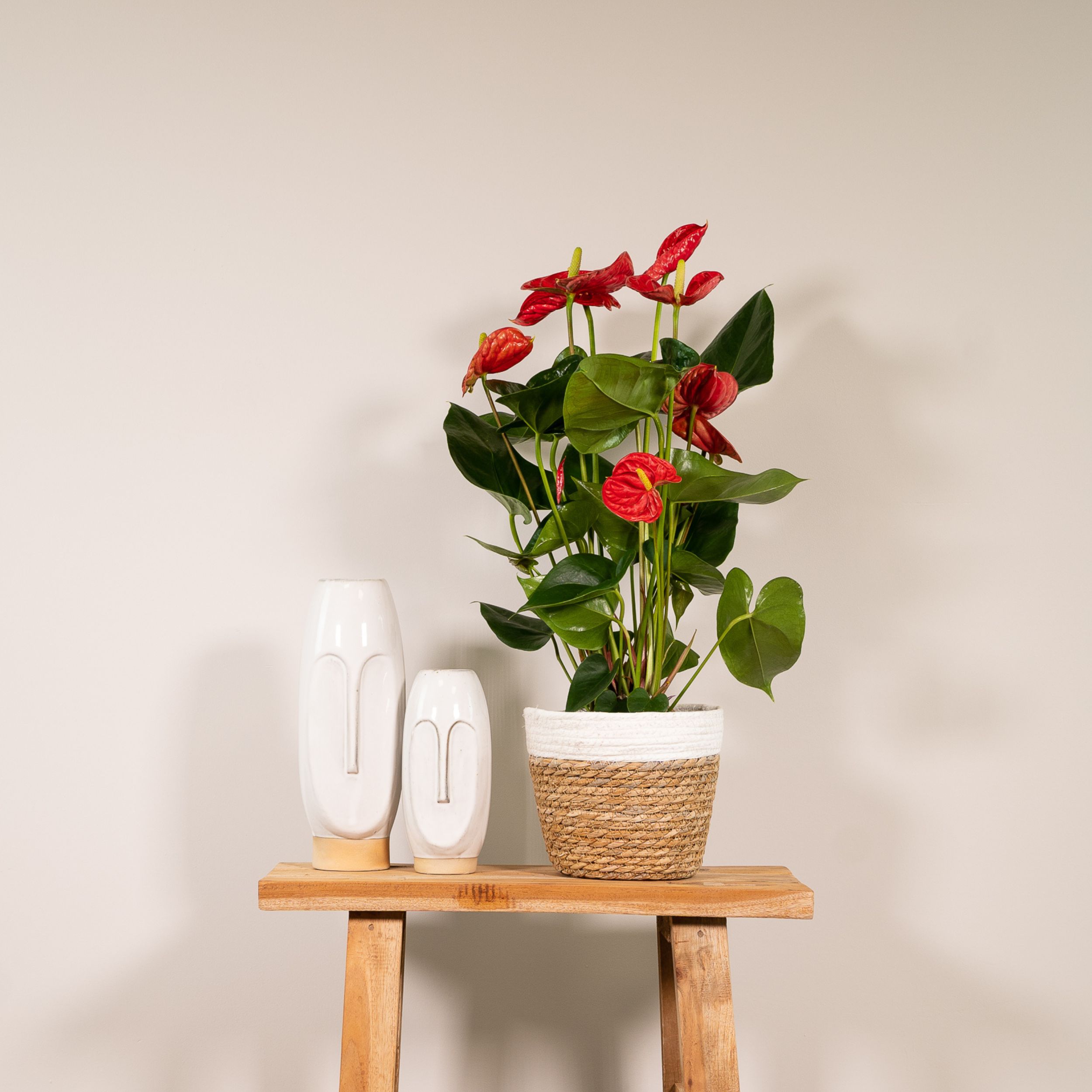 Anthurium Rote Zimmerpflanze mit prächtigen Blüten