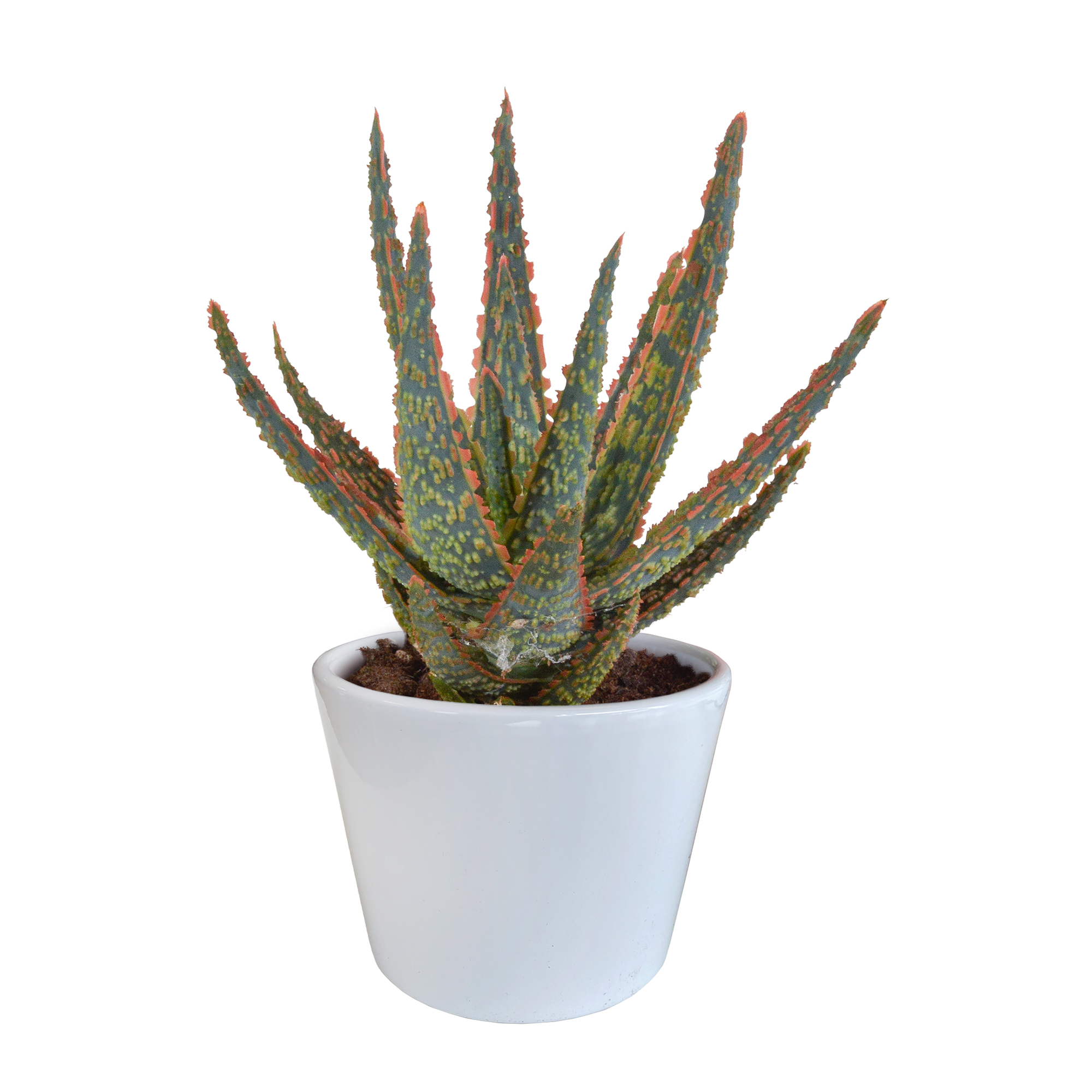 Aloe Zebrina Zimmerpflanze im weißen Topf