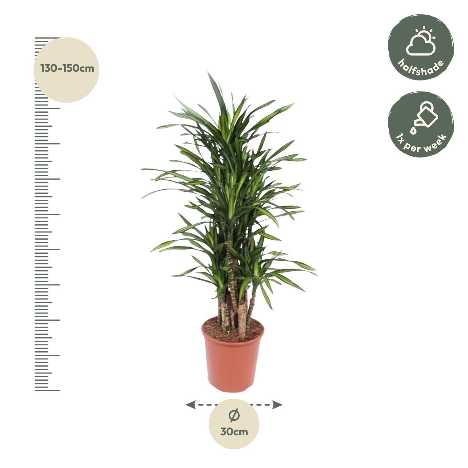 Dracaena Riki Elegante Zimmerpflanze