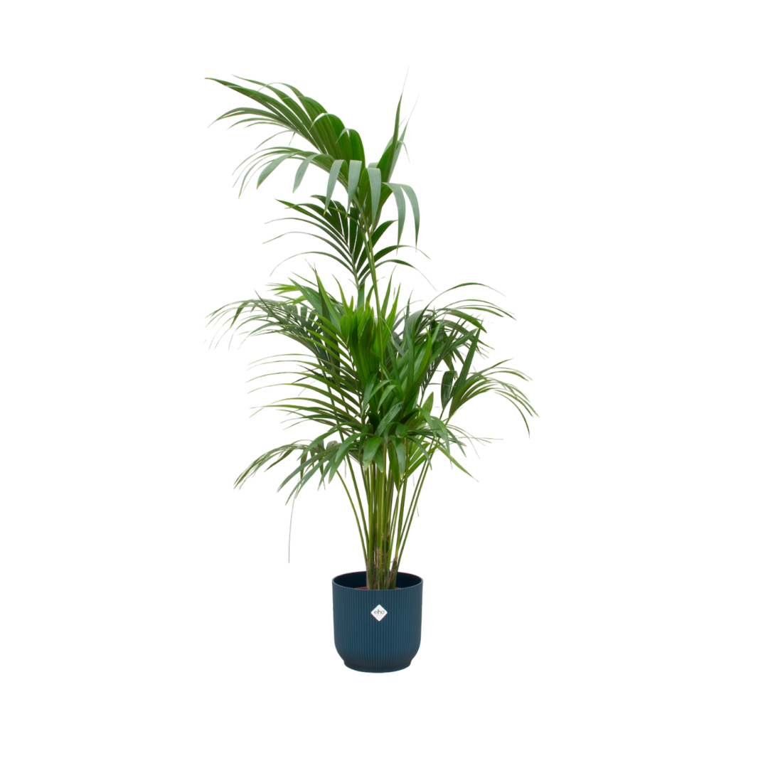 Kentia Palme mit modernem Übertopf