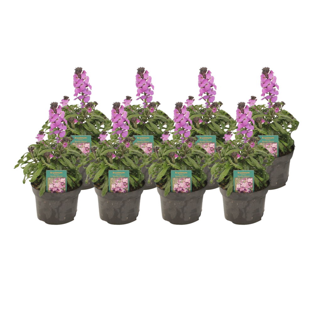 Erysimum Linifolium 'Bowles Mauve' - 8 Stück | Ø13cm | ↕30cm