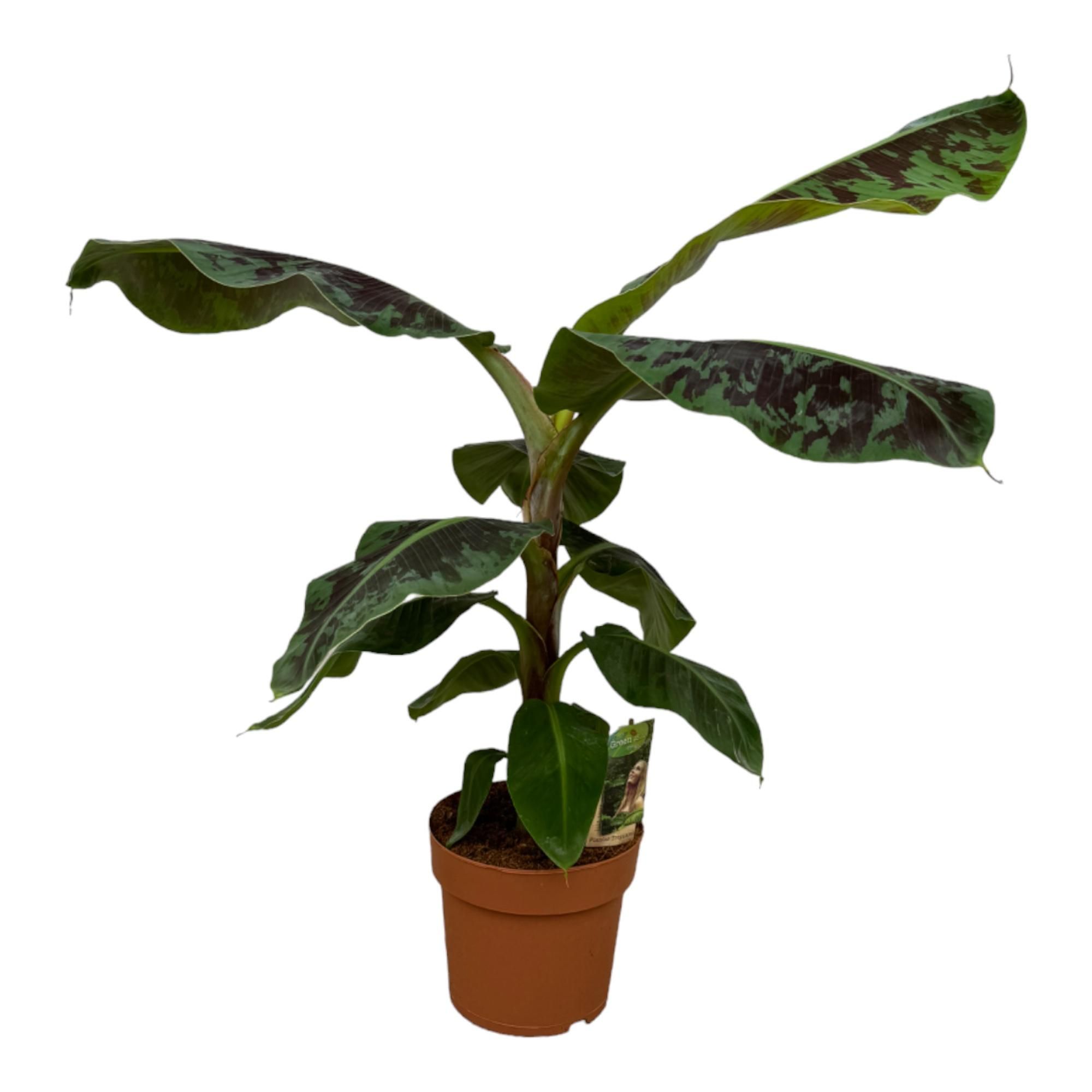 Musa Tropische Zimmerpflanze