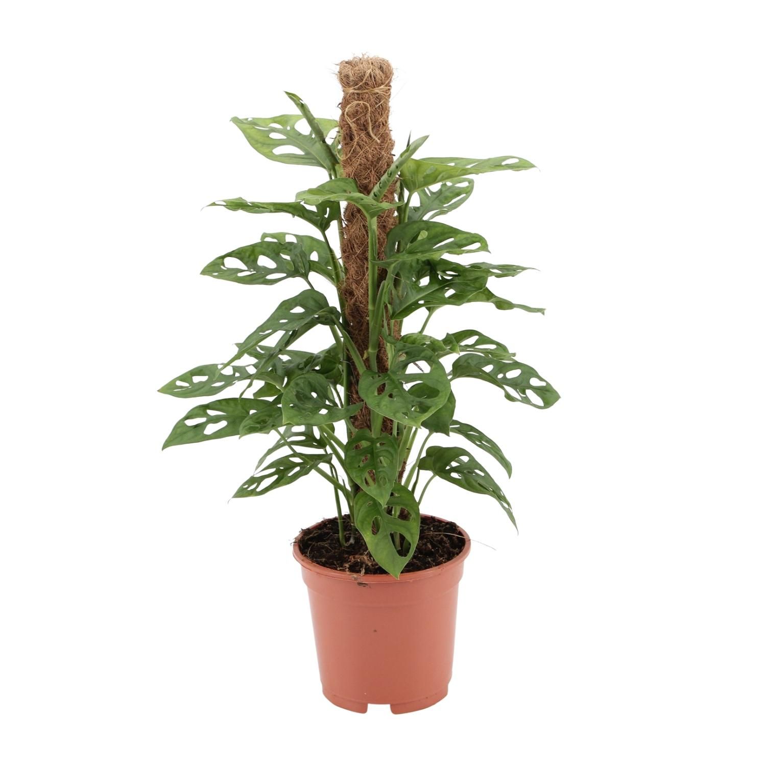 Monstera - Tropische Schweizer Käse Pflanze