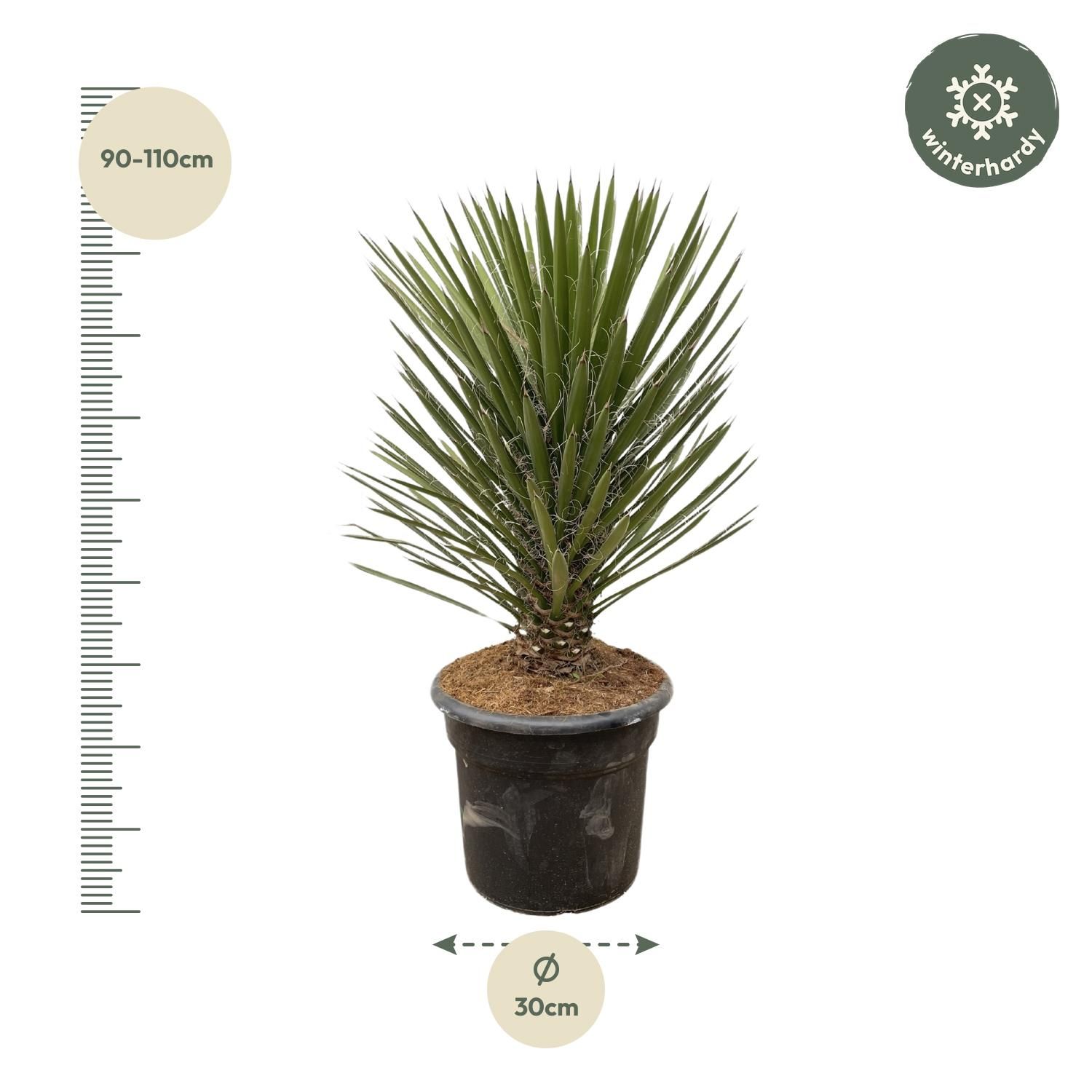 Yucca Filifera Australis – 120cm – Ø30 Topf