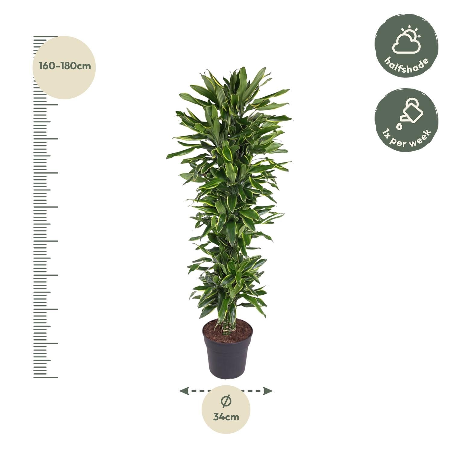 Dracaena Golden Coast elegante Zimmerpflanze