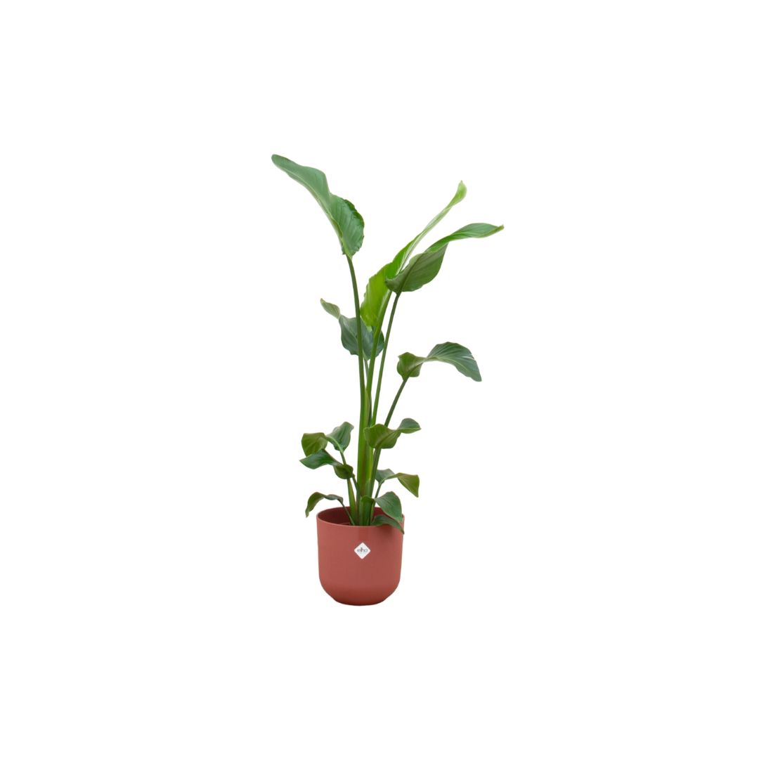 Strelitzia Nicolai Paradiesvogelblume mit rotem Übertopf