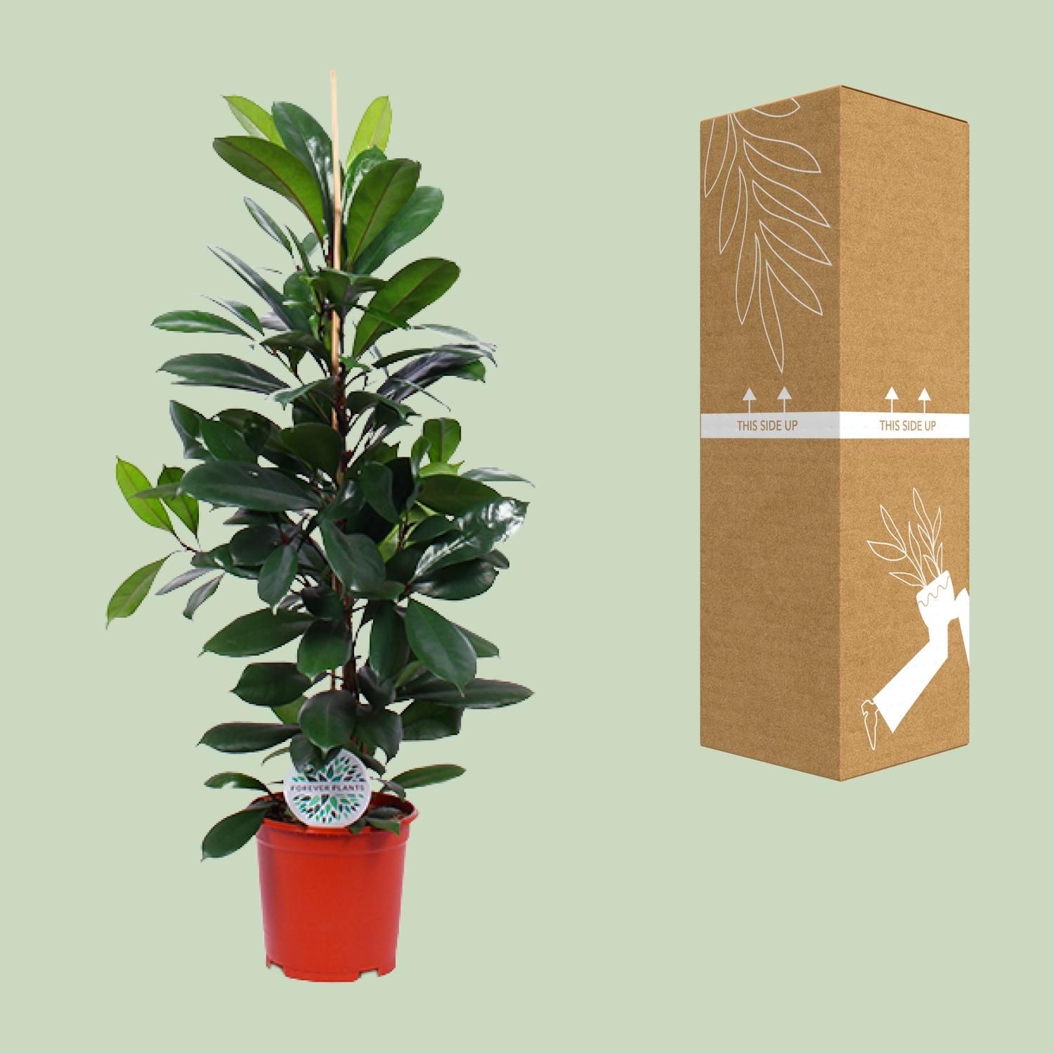 Ficus Cyathistipula eleganter Zimmerbaum