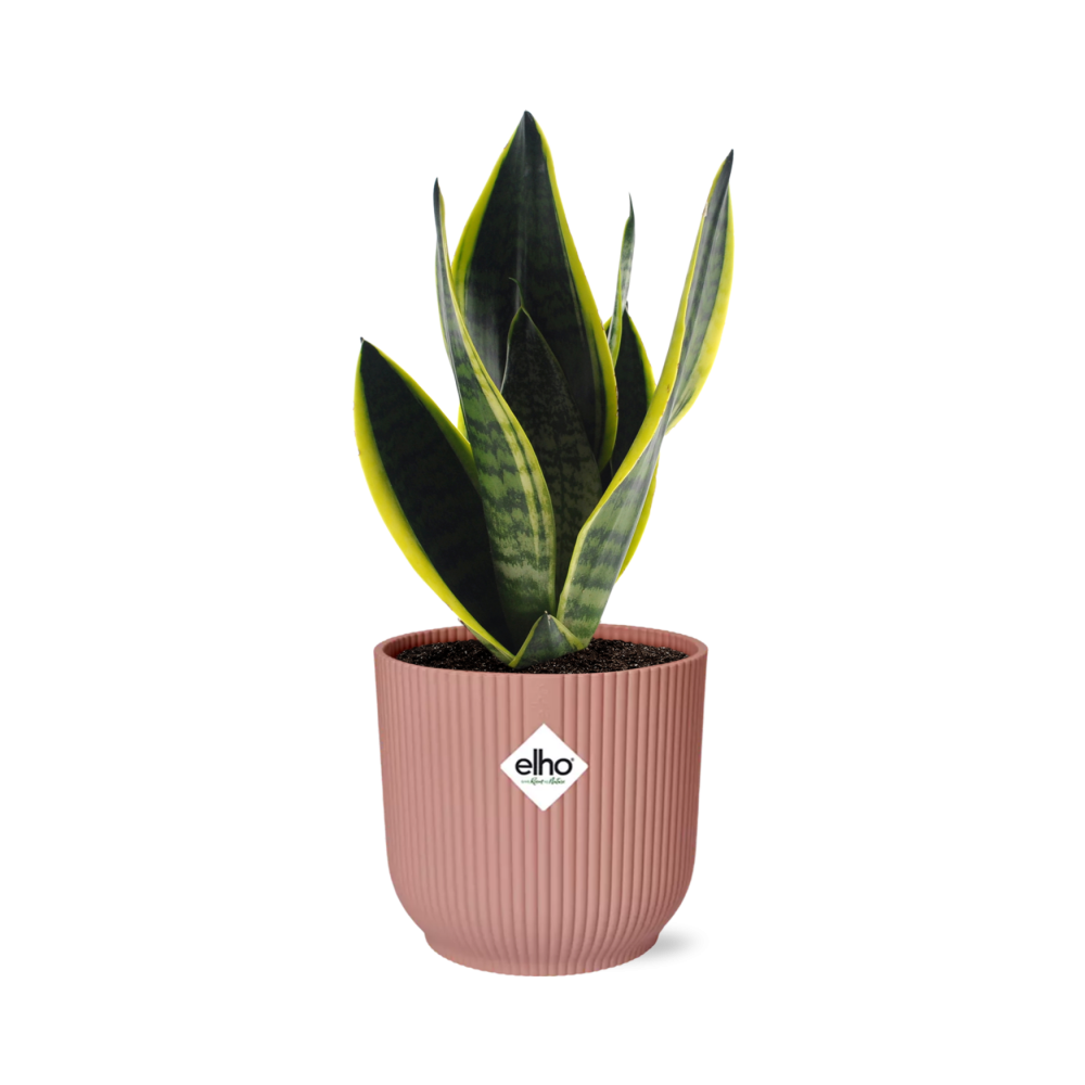 Sansevieria Futura Superba – Schlangenpflanze in dekorativem Topf