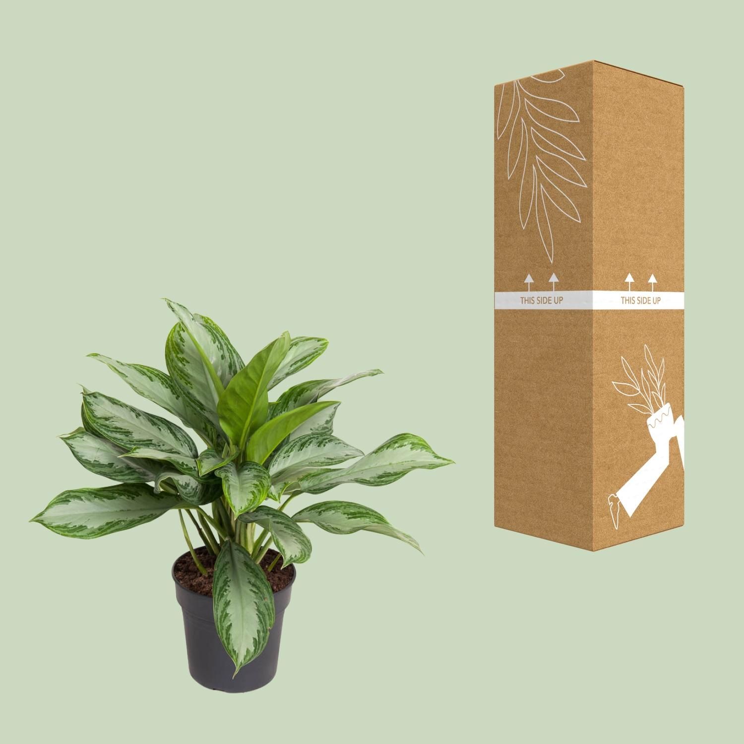 Aglaonema Cutlass Zimmerpflanze