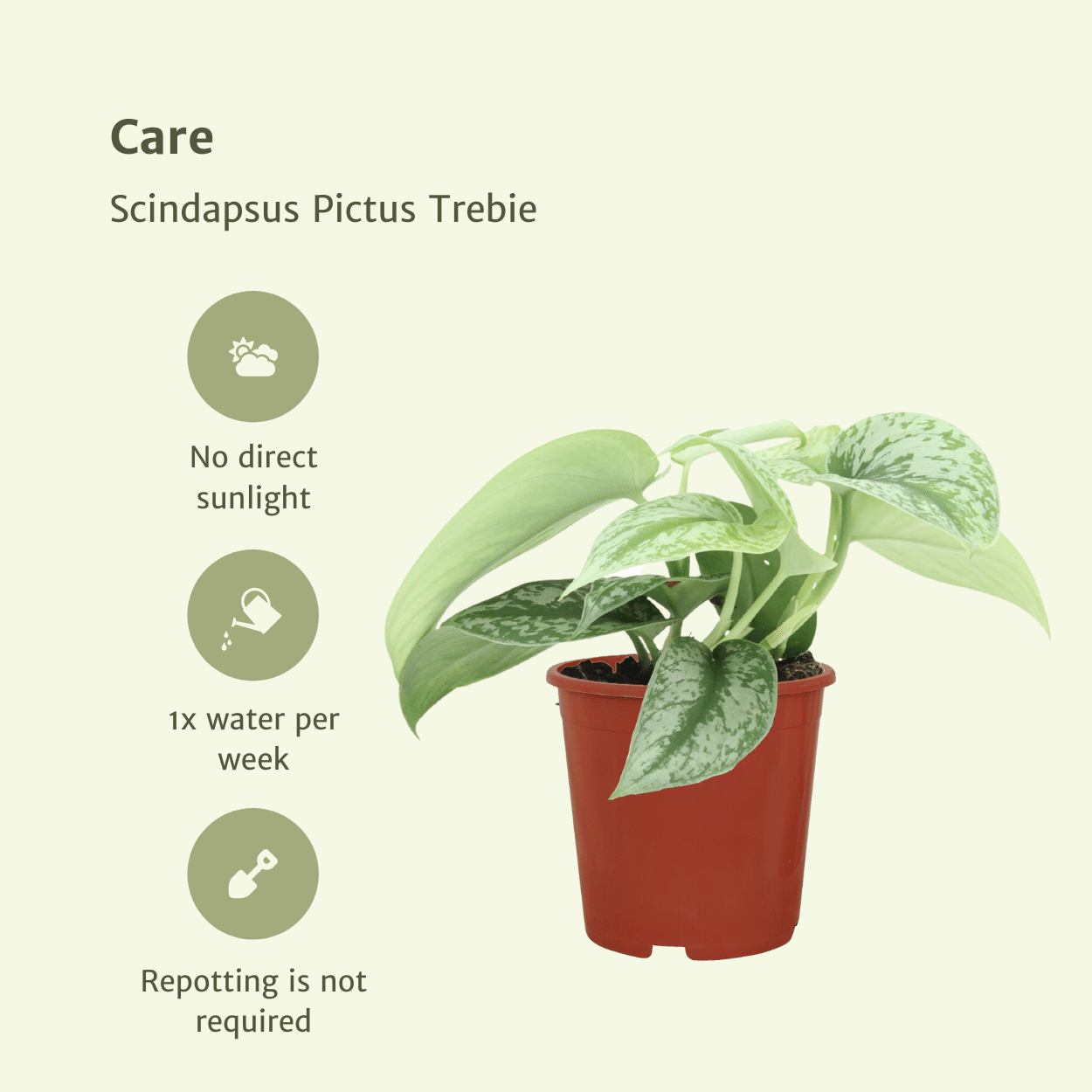 Scindapsus Pictus Trebie Zimmerpflanze