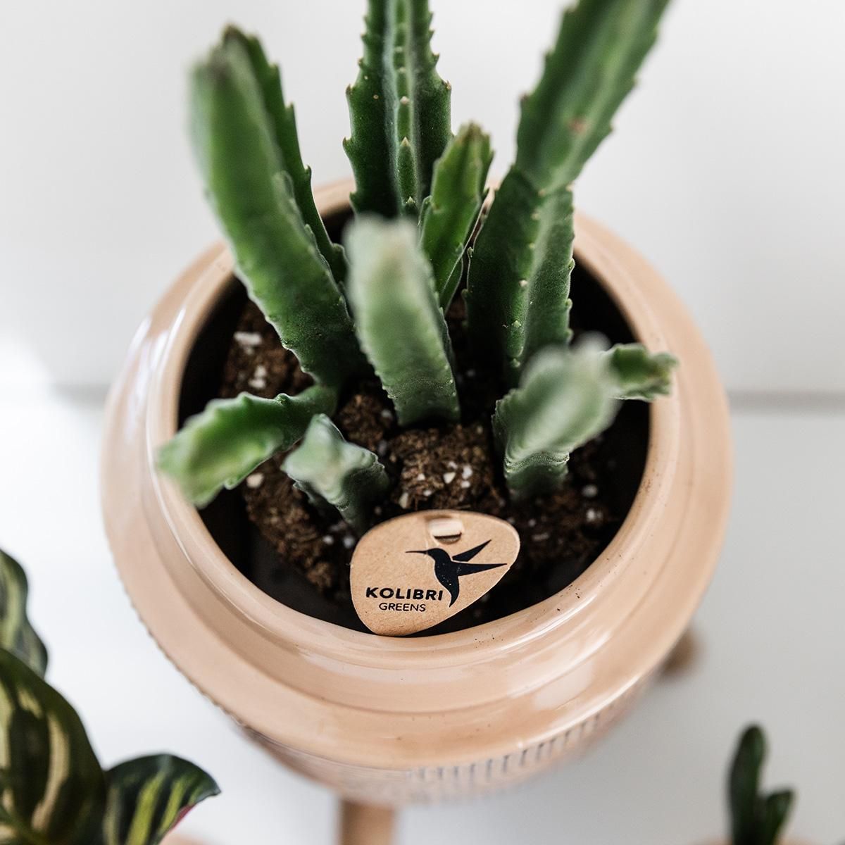 Stapelia Grünpflanze