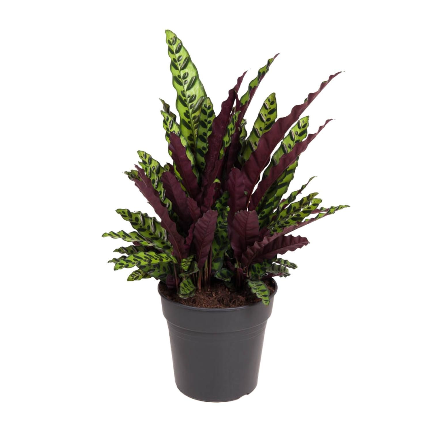 Calathea lancifolia – Tropische Zimmerpflanze