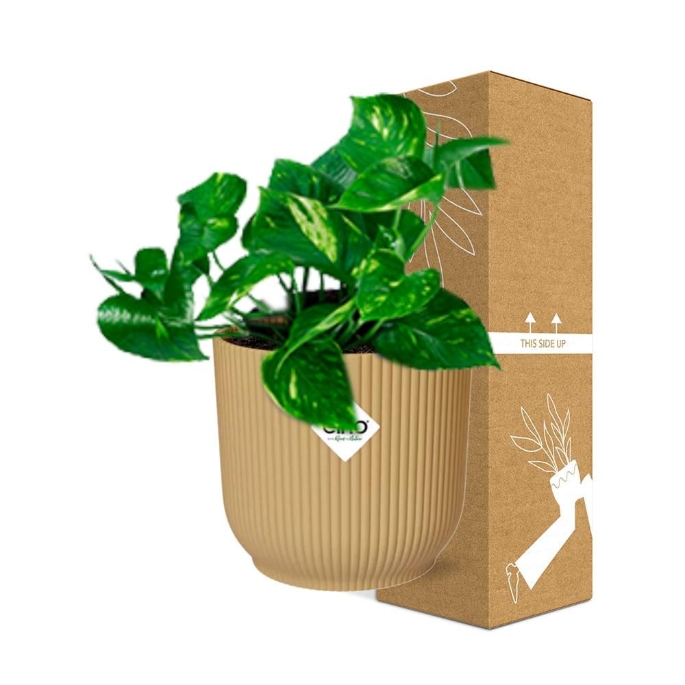 Epipremnum Pinnatum Aureum – Goldener Efeu im ELHO Vibes Fold Topf