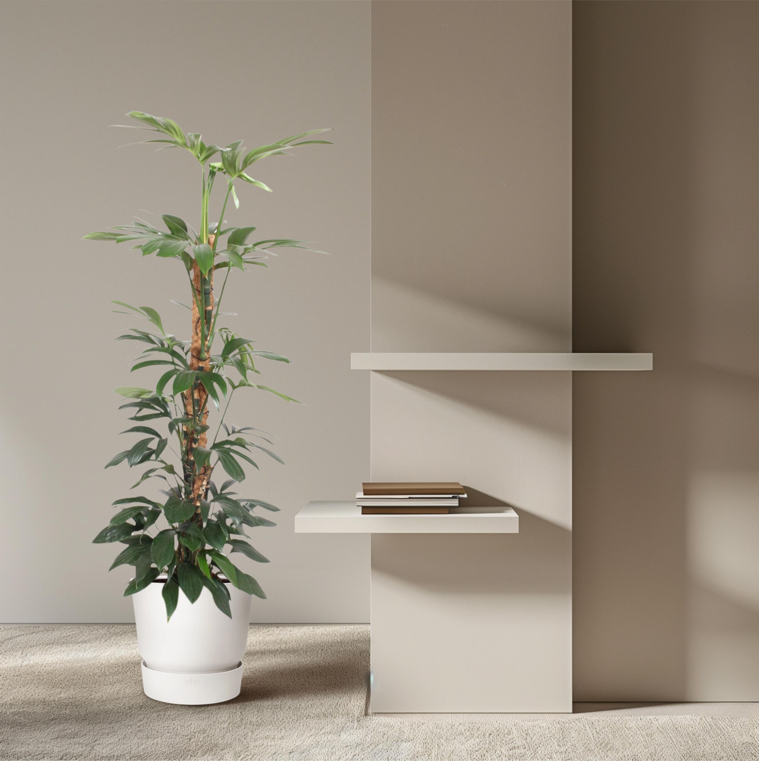 Philodendron Dragon Tail Zimmerpflanze