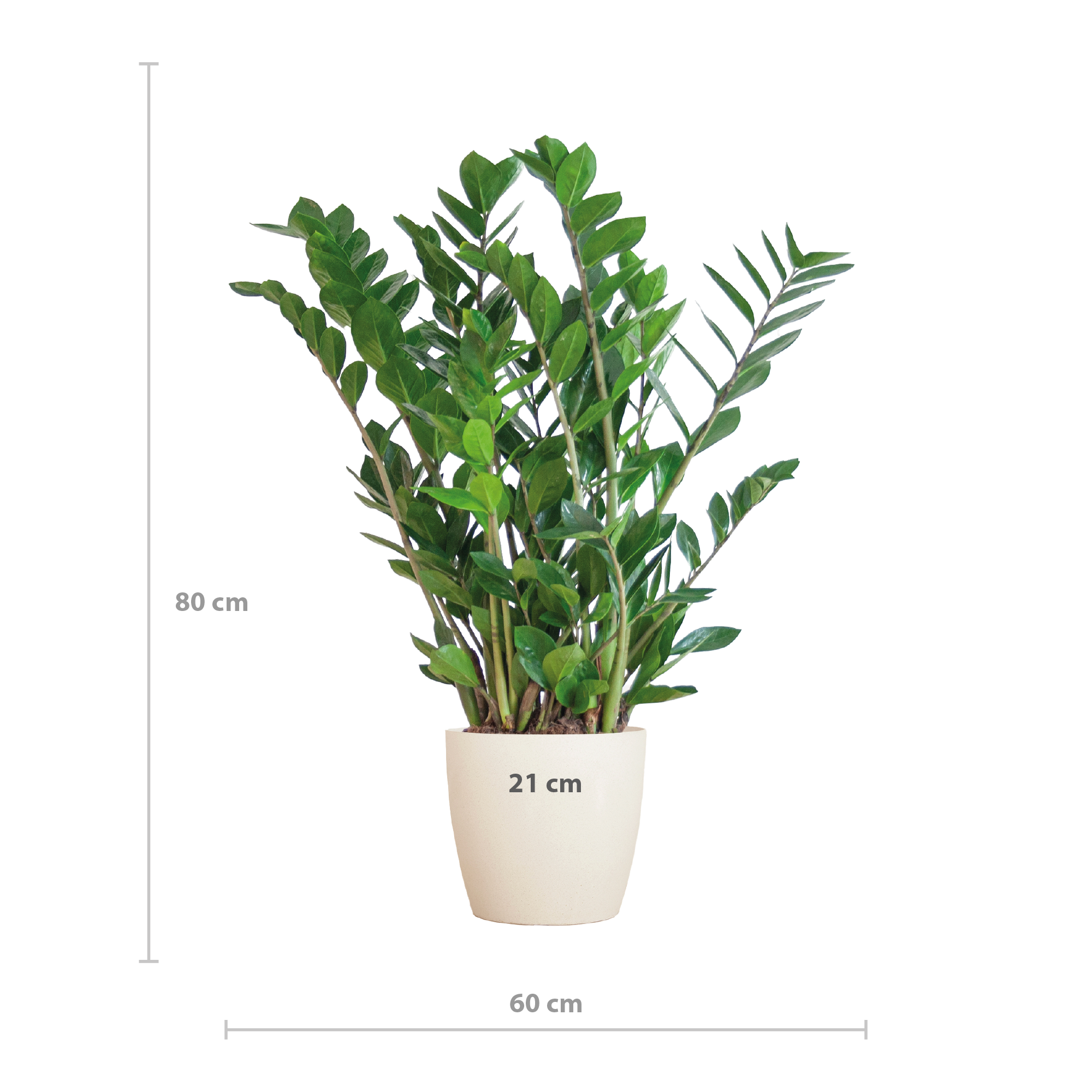 Zamioculcas Zamiifolia | 80cm Wuchshöhe | Weißer Topf Ø21