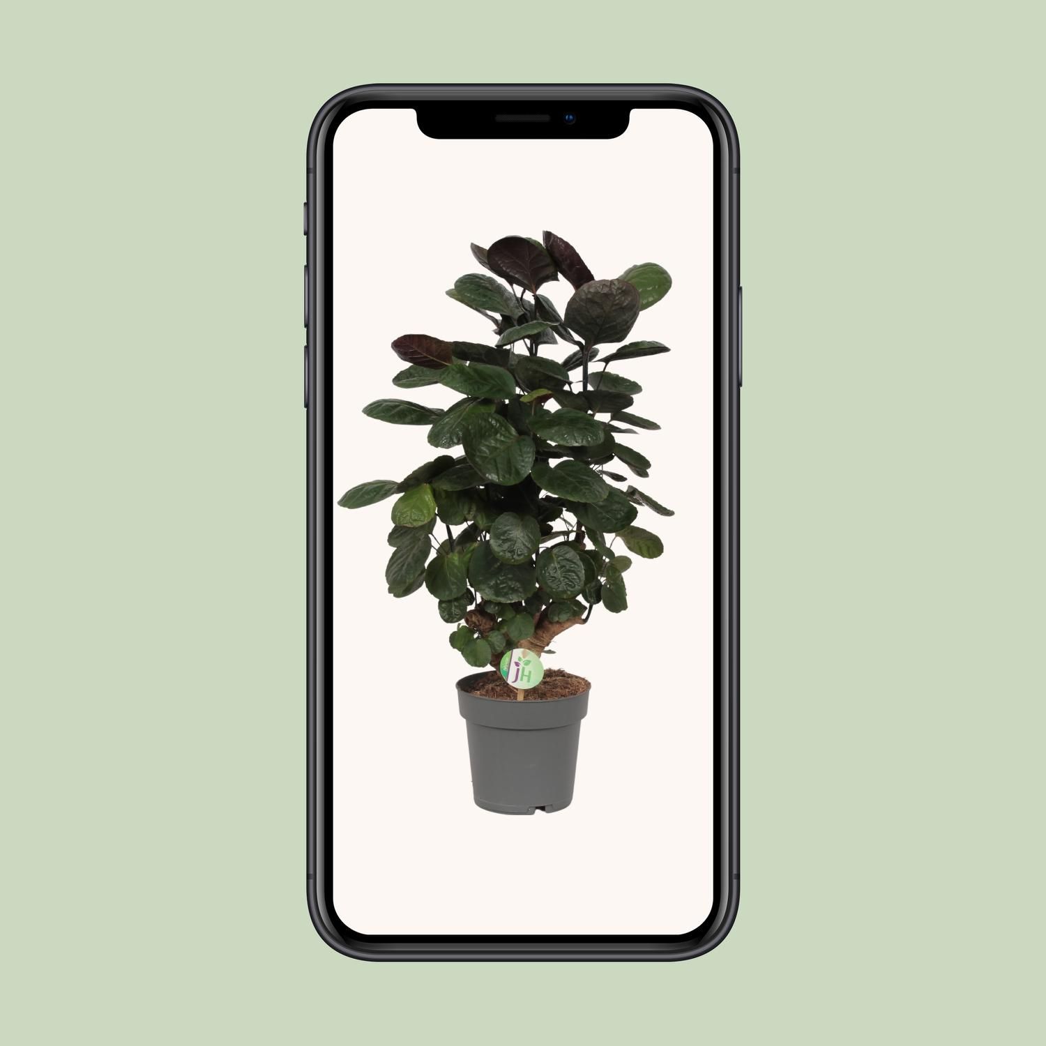 Polyscias Scutellaria Fabian Zimmerpflanze