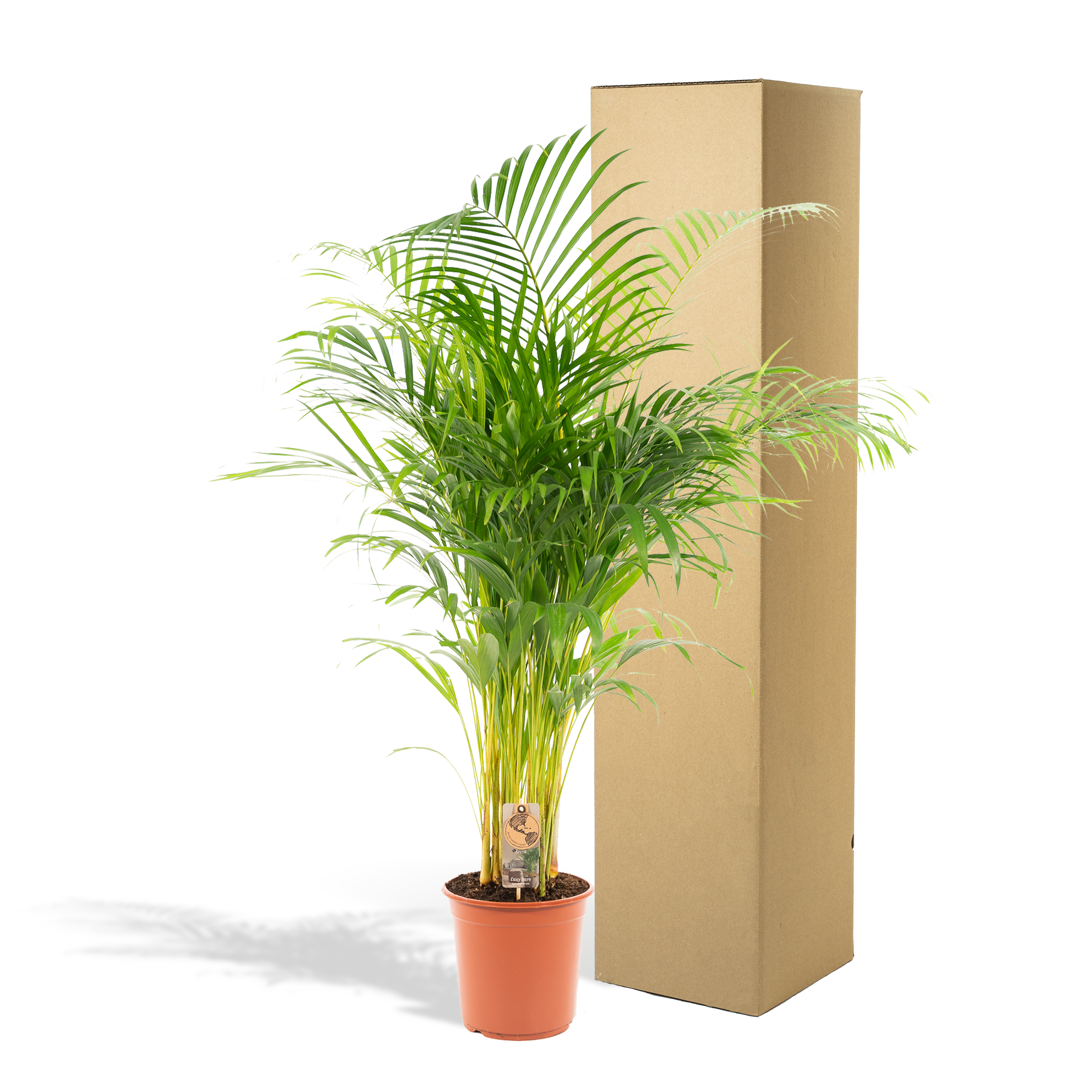Areca-Palme – elegante tropische Zimmerpflanze