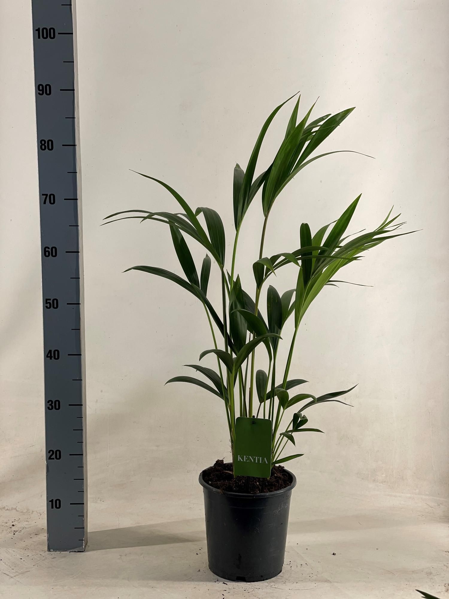 Howea Forsteriana Elegante Zimmerpalme