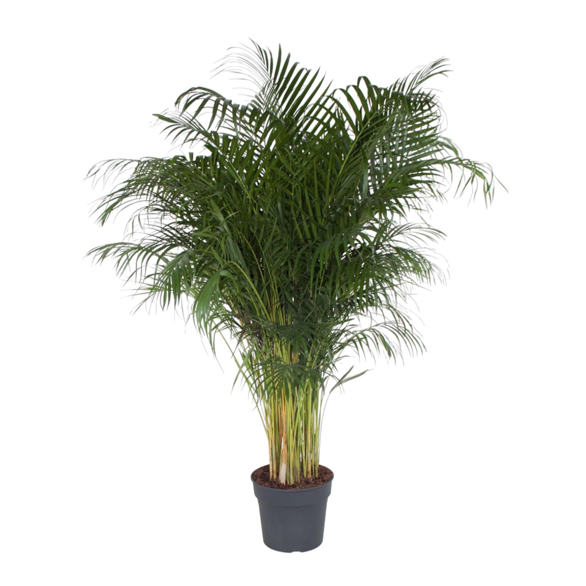 Areca-Palme Dypsis Lutescens