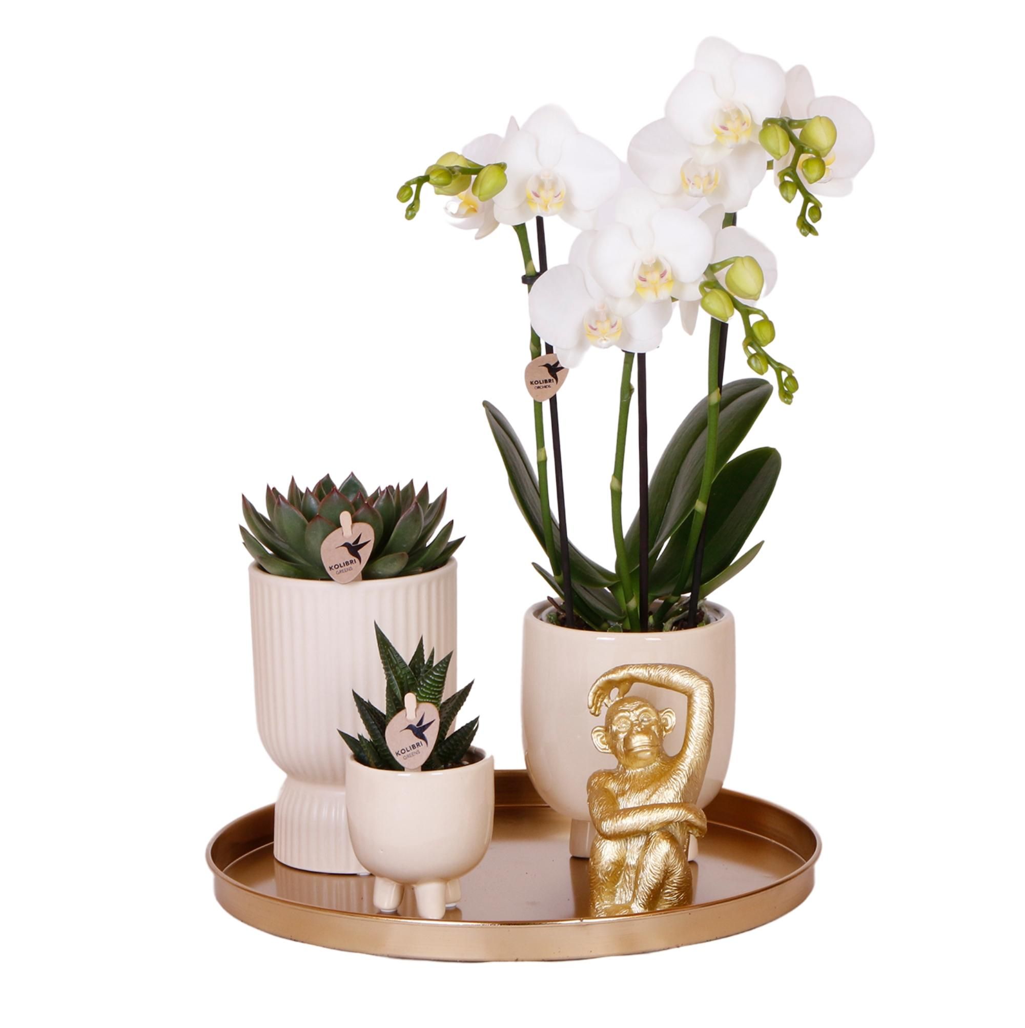 Phalaenopsis Orchidee mit Sukkulenten Luxury Living Set