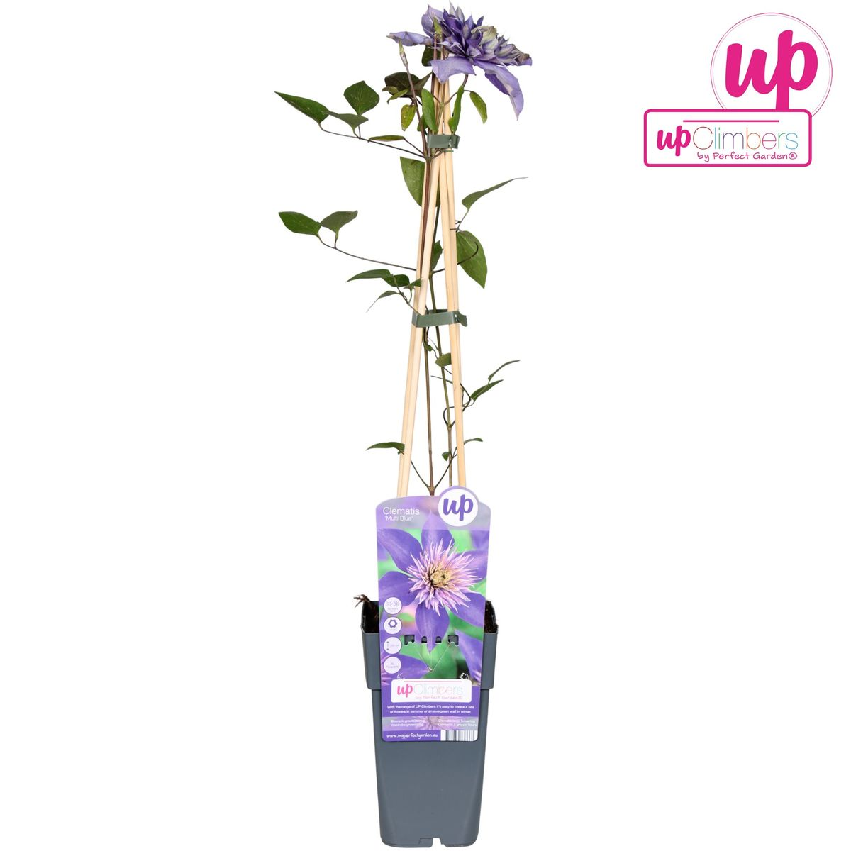 Clematis Multi Blue Kletterpflanze