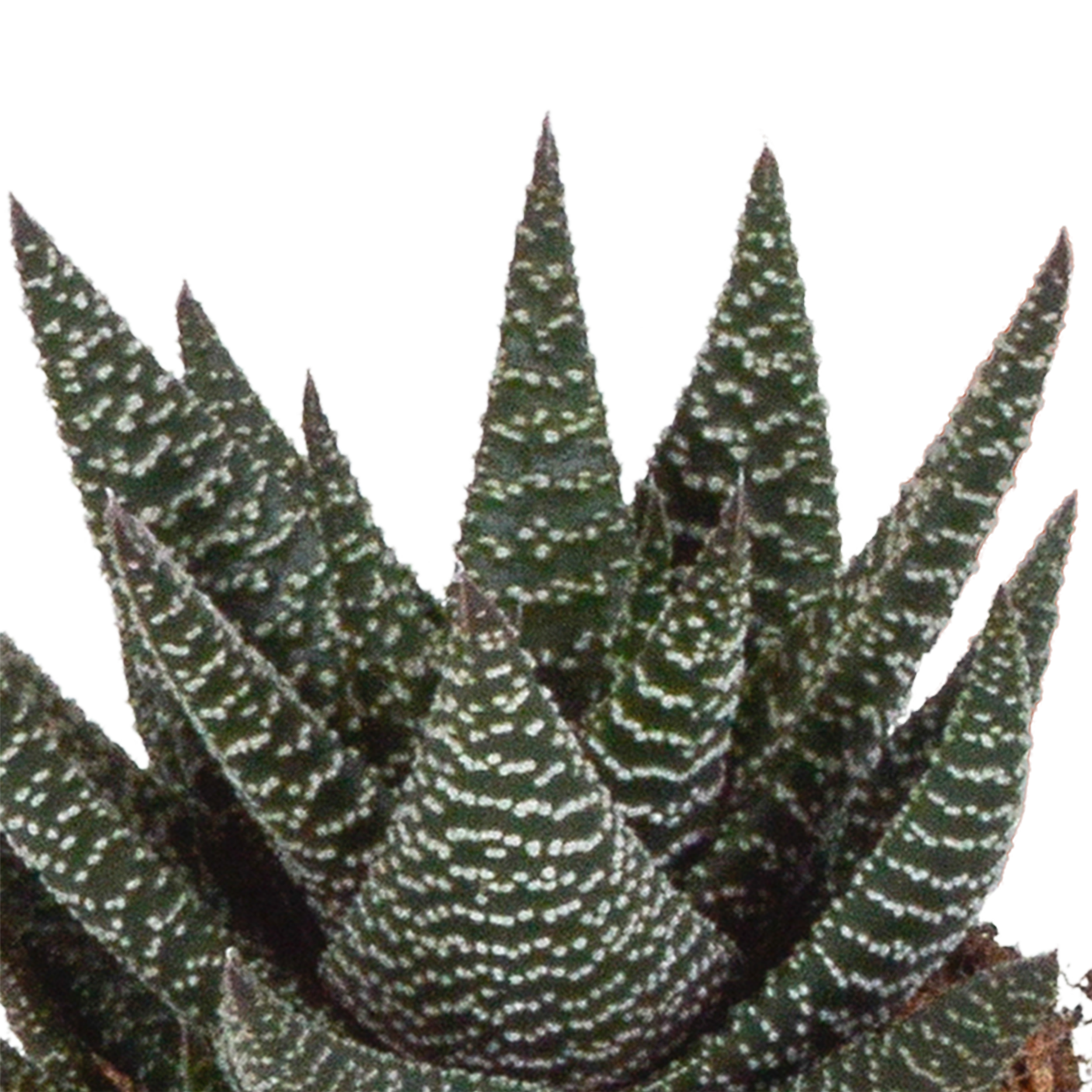 Gasteria Haworthia Mix Pflegeleichte Sukkulenten