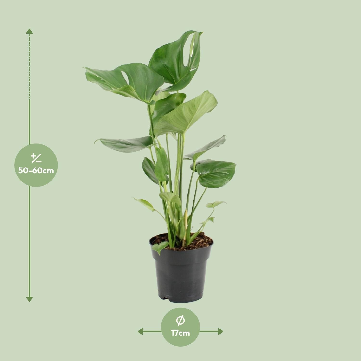 Monstera Deliciosa Zimmerpflanze