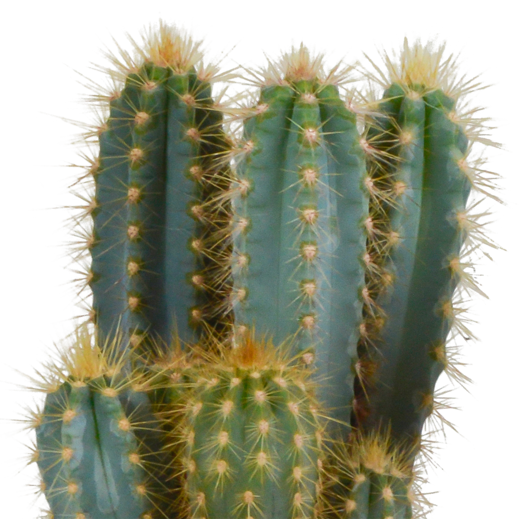 Pilosocereus azureus – Blauer Säulenkaktus – 12cm Topf – Exotische Zimmerpflanze