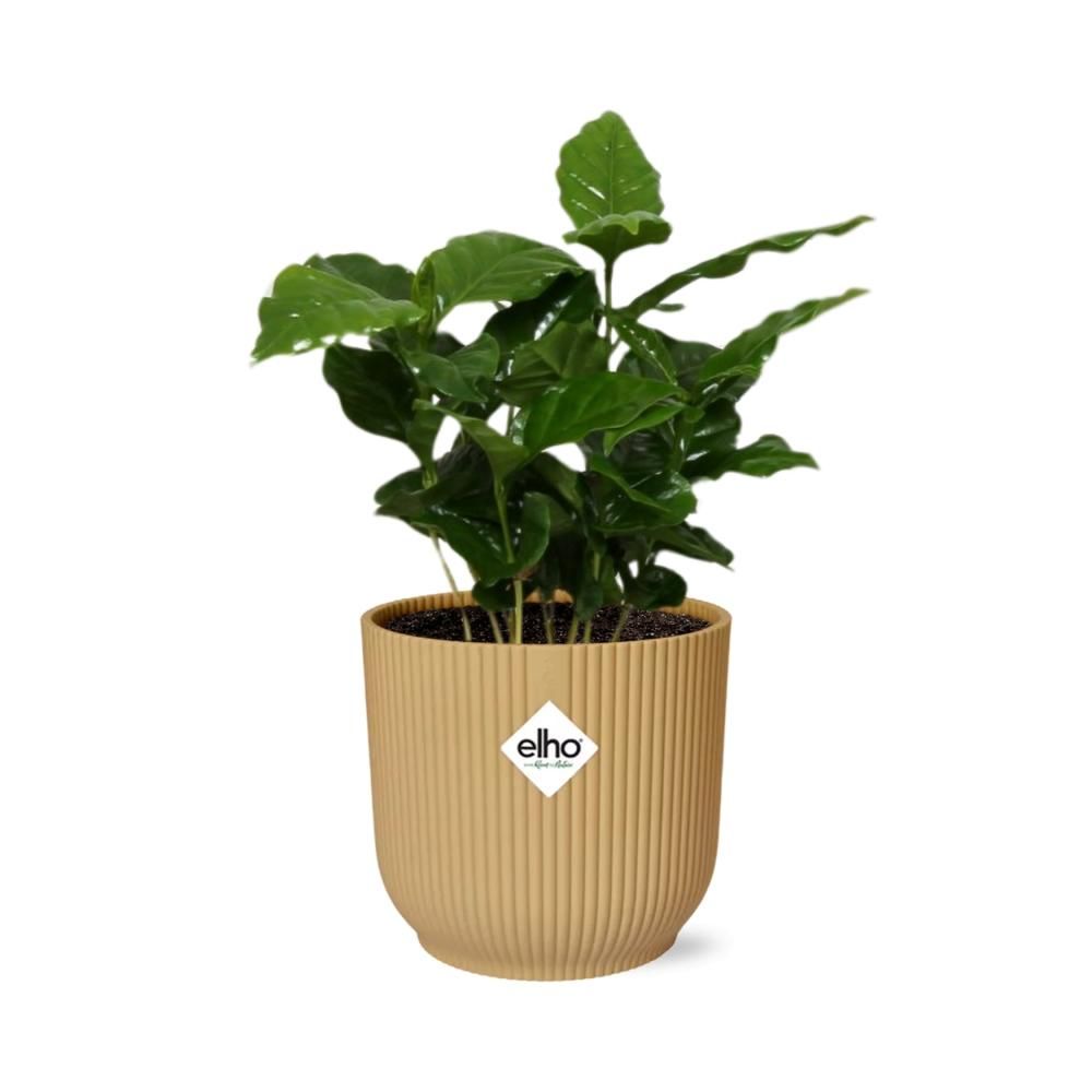 Coffea Arabica Zimmerpflanze im ELHO Vibes Fold Übertopf