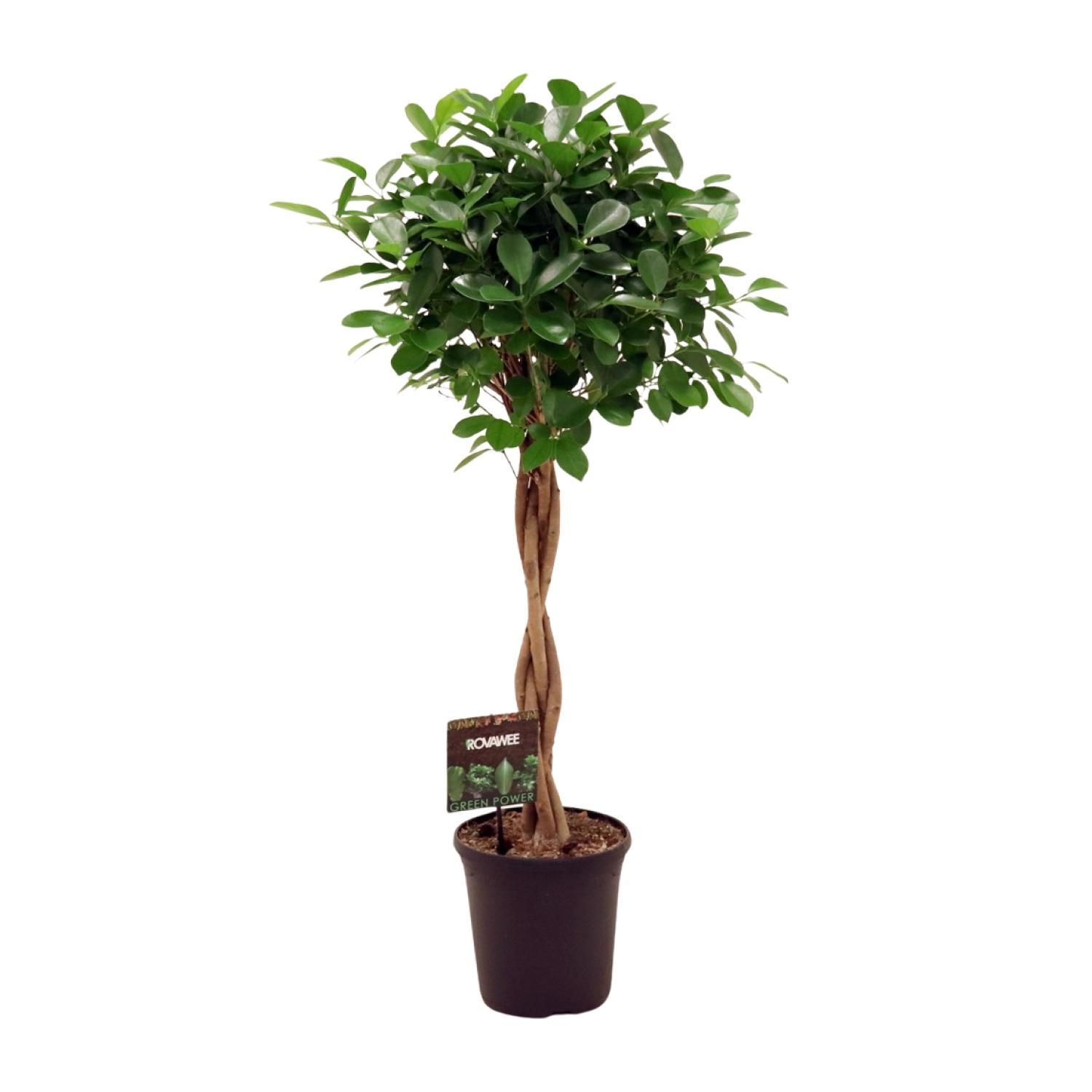 Ficus Moclame - Eleganter Zimmerbaum mit üppigem Grün