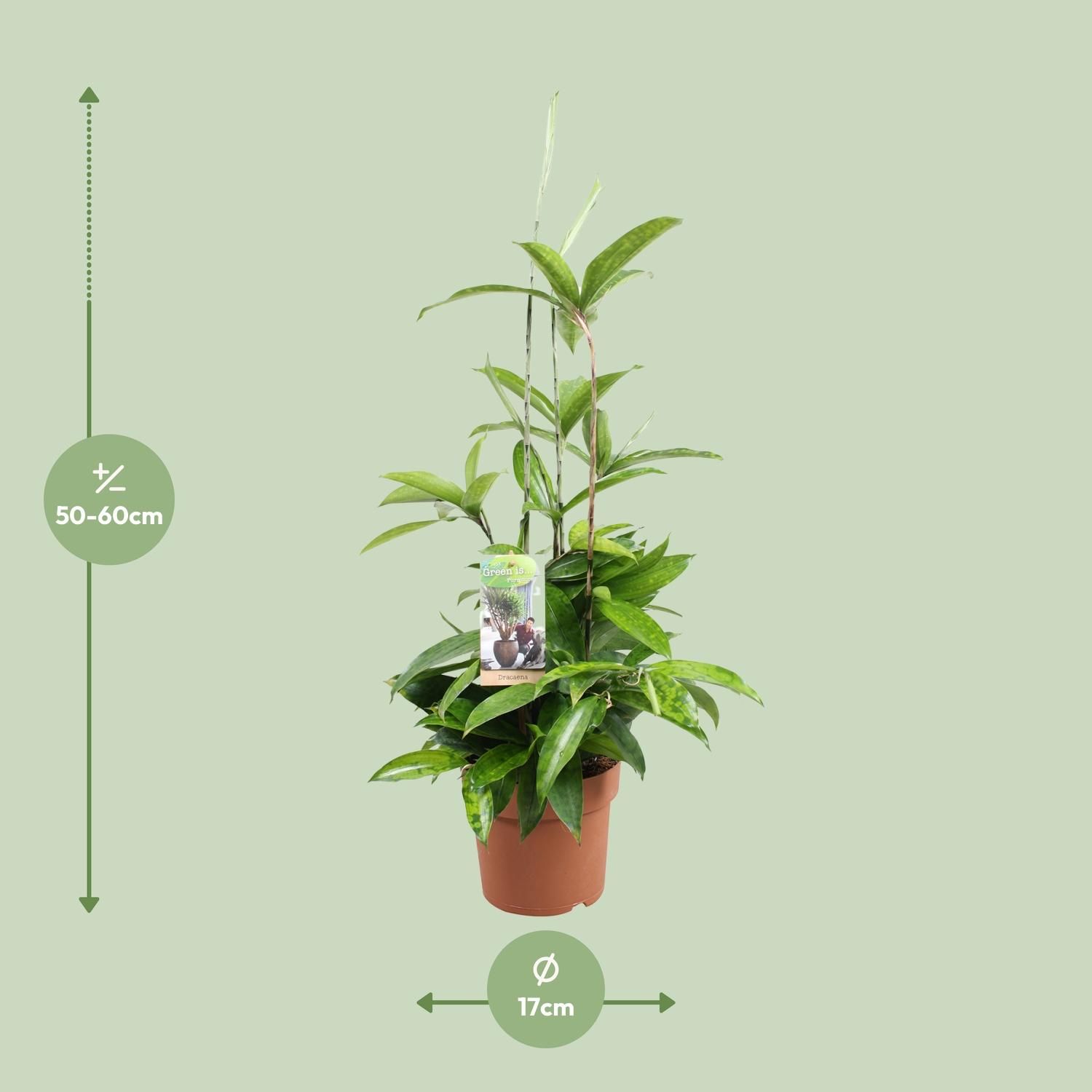 Dracaena Surculosa Zimmerpflanze