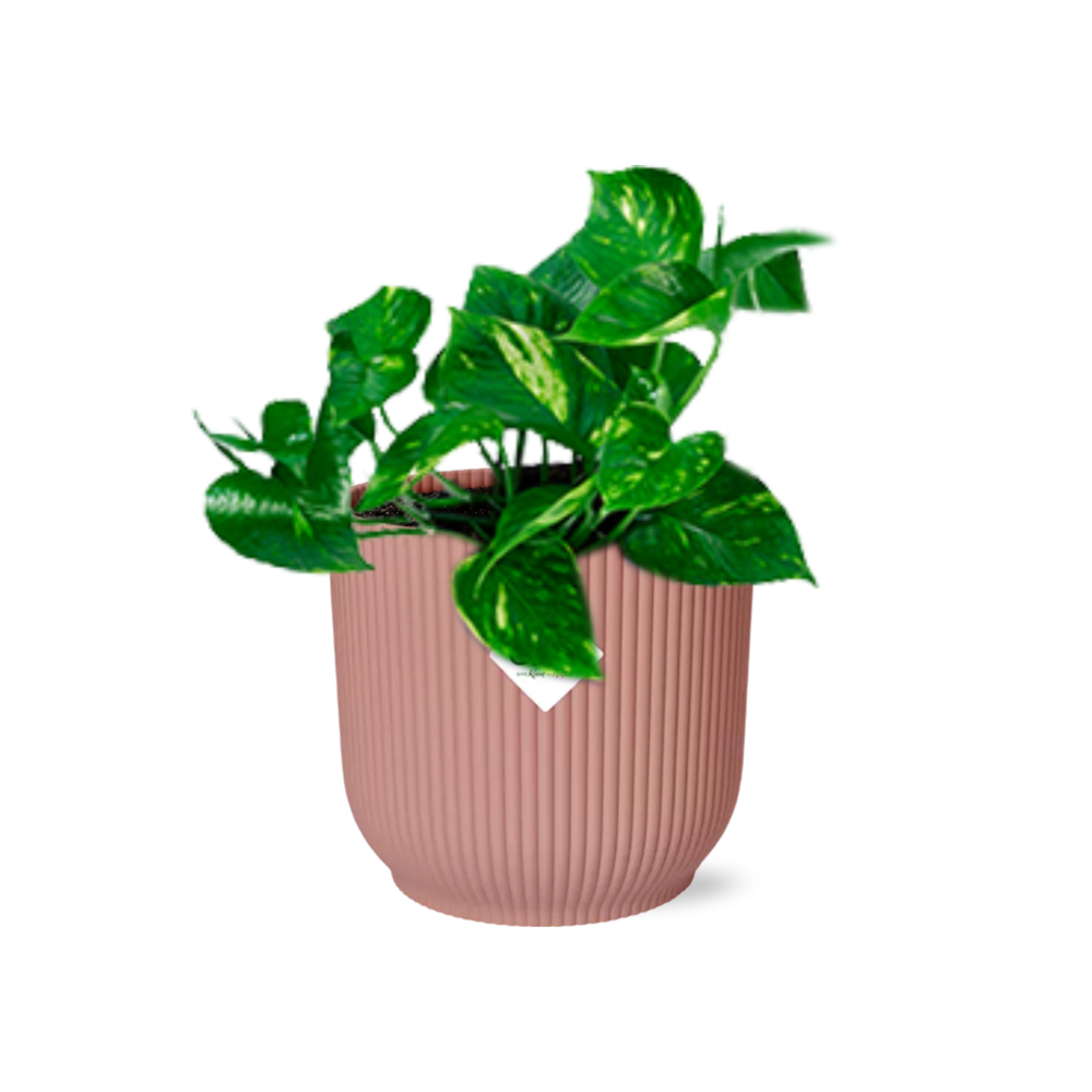Epipremnum Pinnatum Aureum Zimmerpflanze