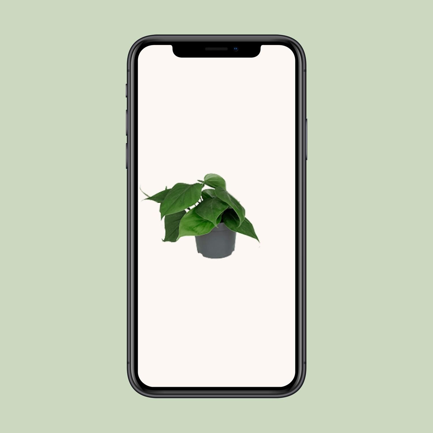 Philodendron Scandens Zimmerpflanze