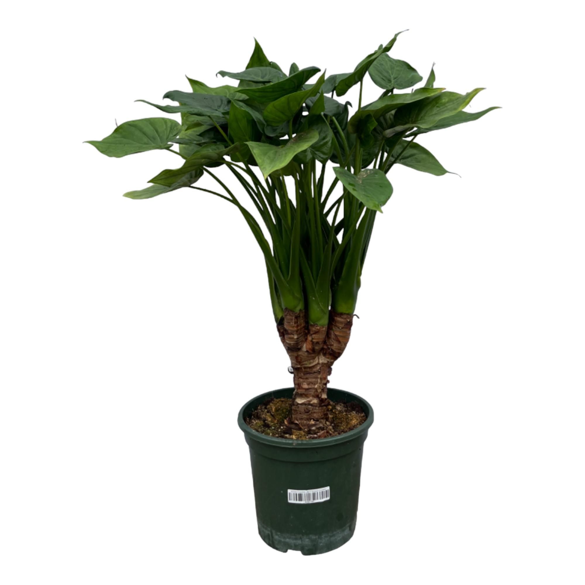 Alocasia Cucullata Zimmerpflanze