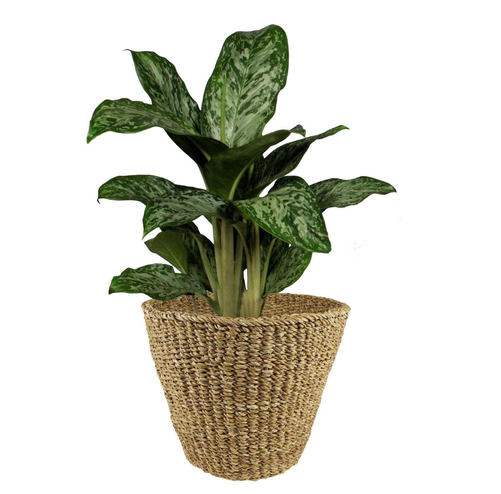 Handgefertigter Seegras Blumentopf XL