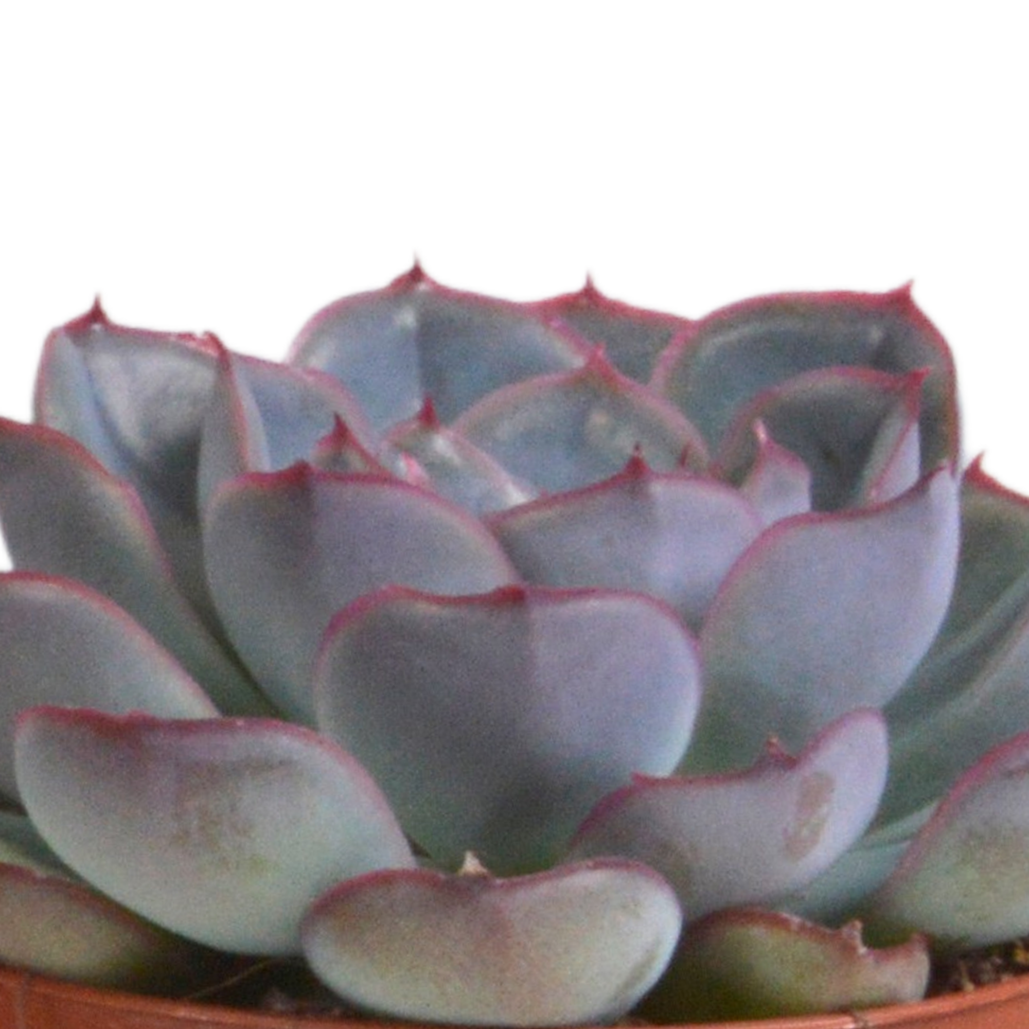 Echeveria Mix im Terrakotta Topf