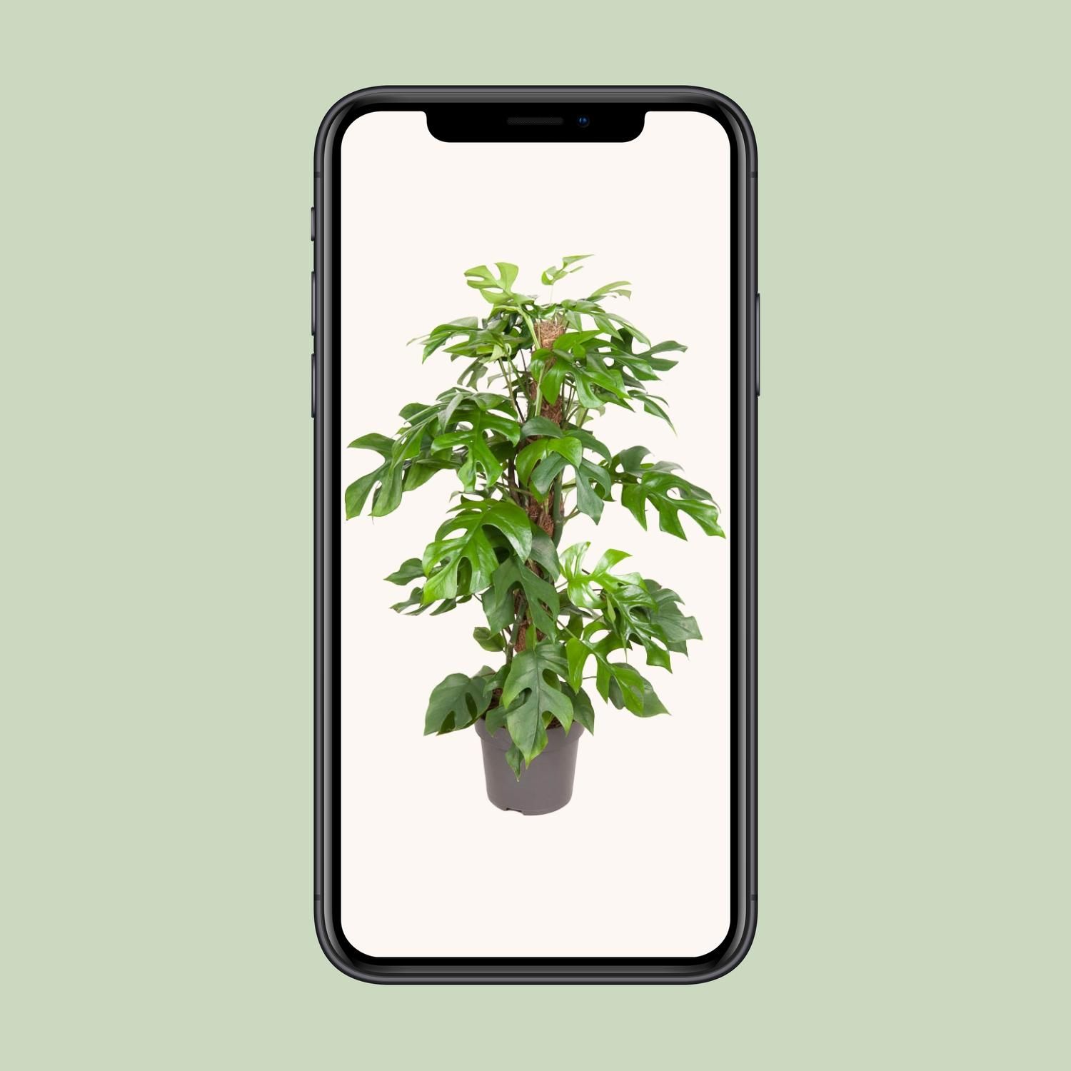 Monstera Minima Zimmerpflanze